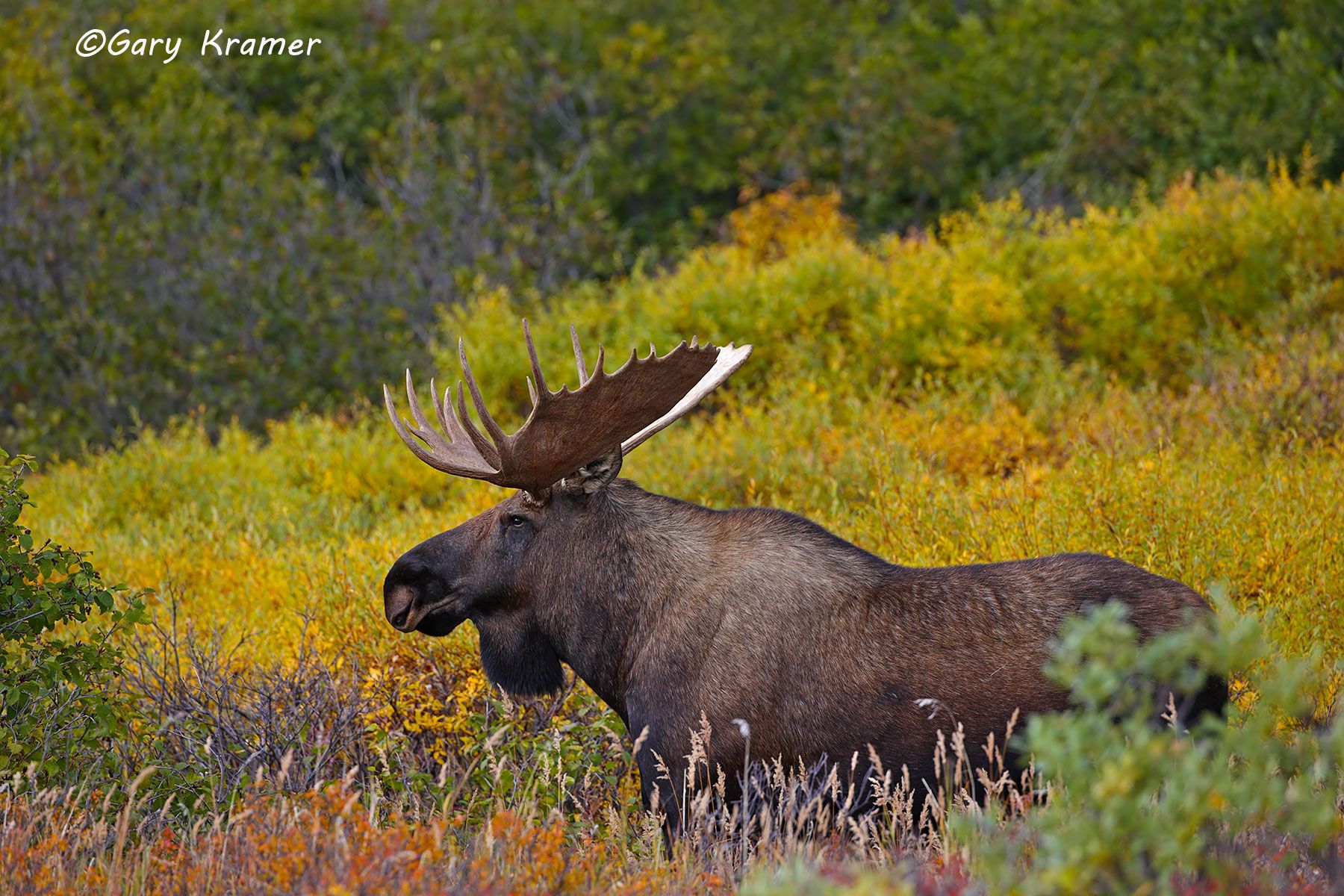 Moose (Alces alces) by GaryKramer.net, 530-934-3873 , gkramer@cwo.com Moose (Alces alces) - NMM#804d