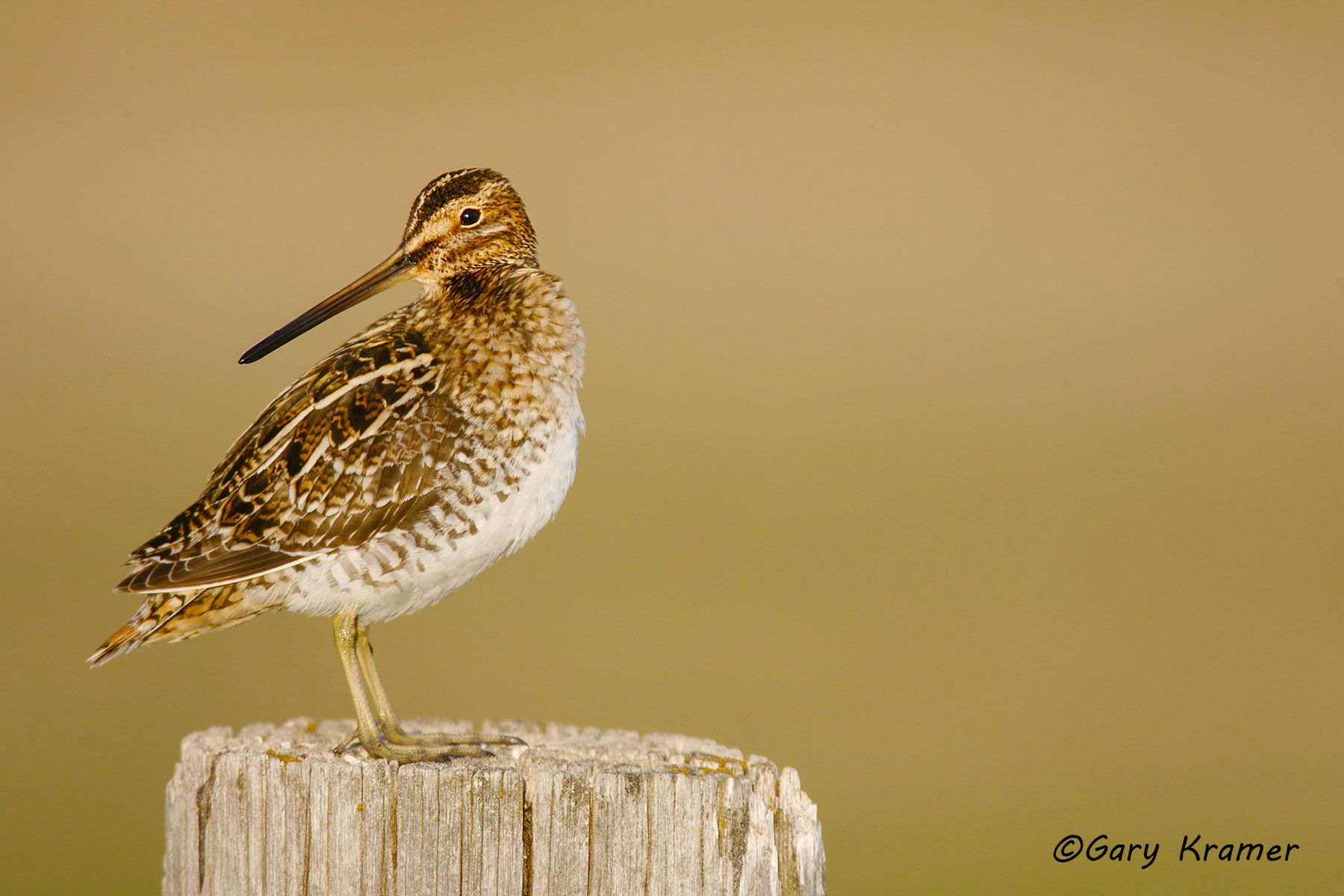 Common Snipe (Gallinago gallinago) Common Snipe (Gallinago gallinago) - NBSN#200d