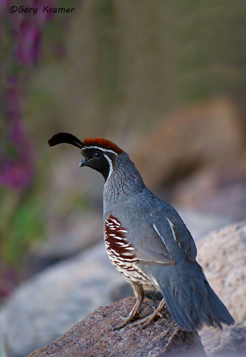 Gambel's Quail (Callipepla gambelii) Gambel's Quail (Callipepla gambelii) - NBGQg#693d(2)