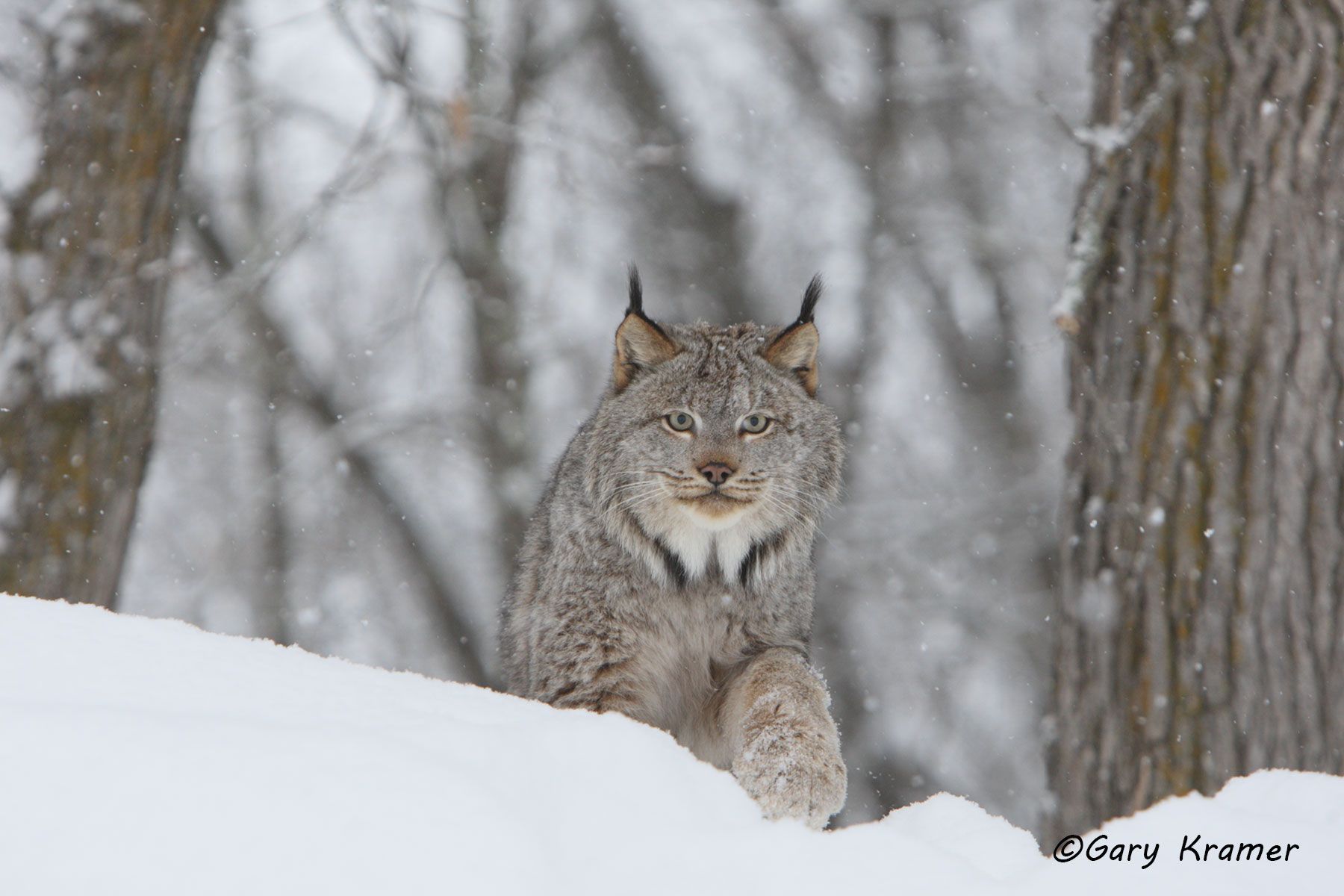 Lynx (Lynx canadensis) by GaryKramer.net, 530-934-3873, gkramer@cwo.com - Published: Silver Creek Press Wildlife Calendar 2015 Lynx (Lynx canadensis) - NMCL#250d