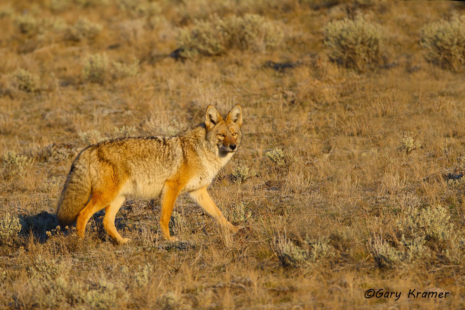 Coyote (Canis latrans) - NMC#784d