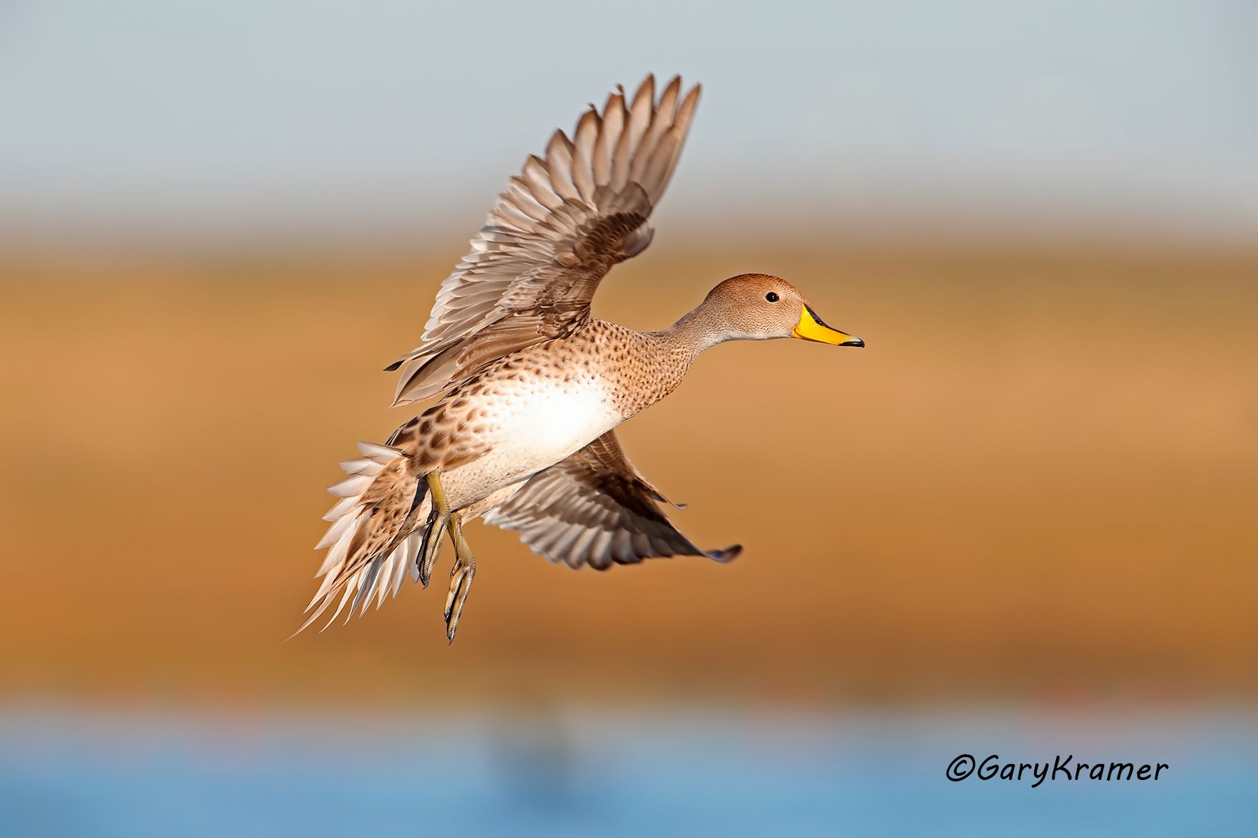 Yellow-billed Pintail (Anas georgica) - SBWPi#229d (Argentina)