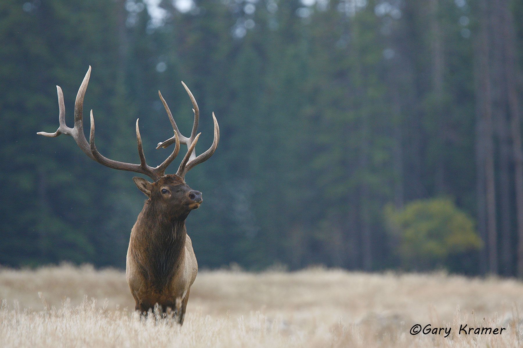Rocky Mountain Elk (Cervus elaphus nelsoni) - NMERm#1292d