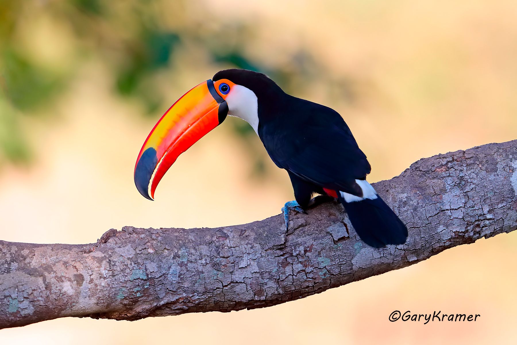 Toco Toucan (Ramphastos toco) Toco Toucan (Ramphastos toco) - SBTt#083d
