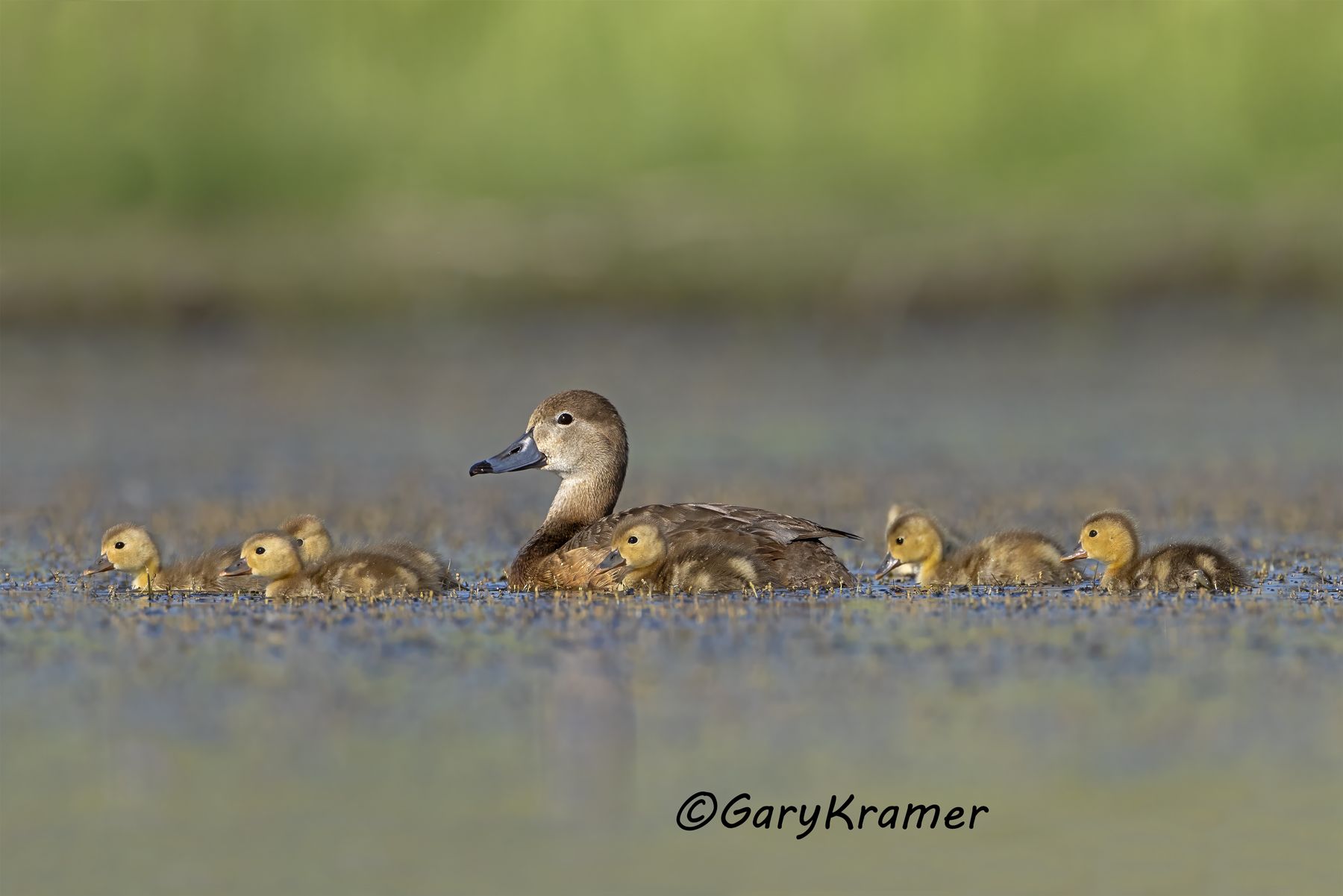 Redhead (Aythya americana) - NBWR#2239d
