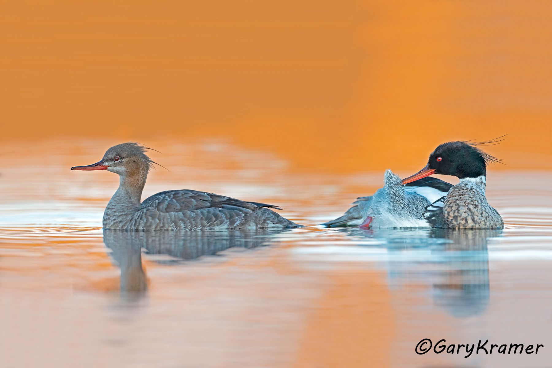 Red-breasted Merganser (Mergus serrator)  Red-breasted Merganser (Mergus serrator) - NBWMr#206d(2)