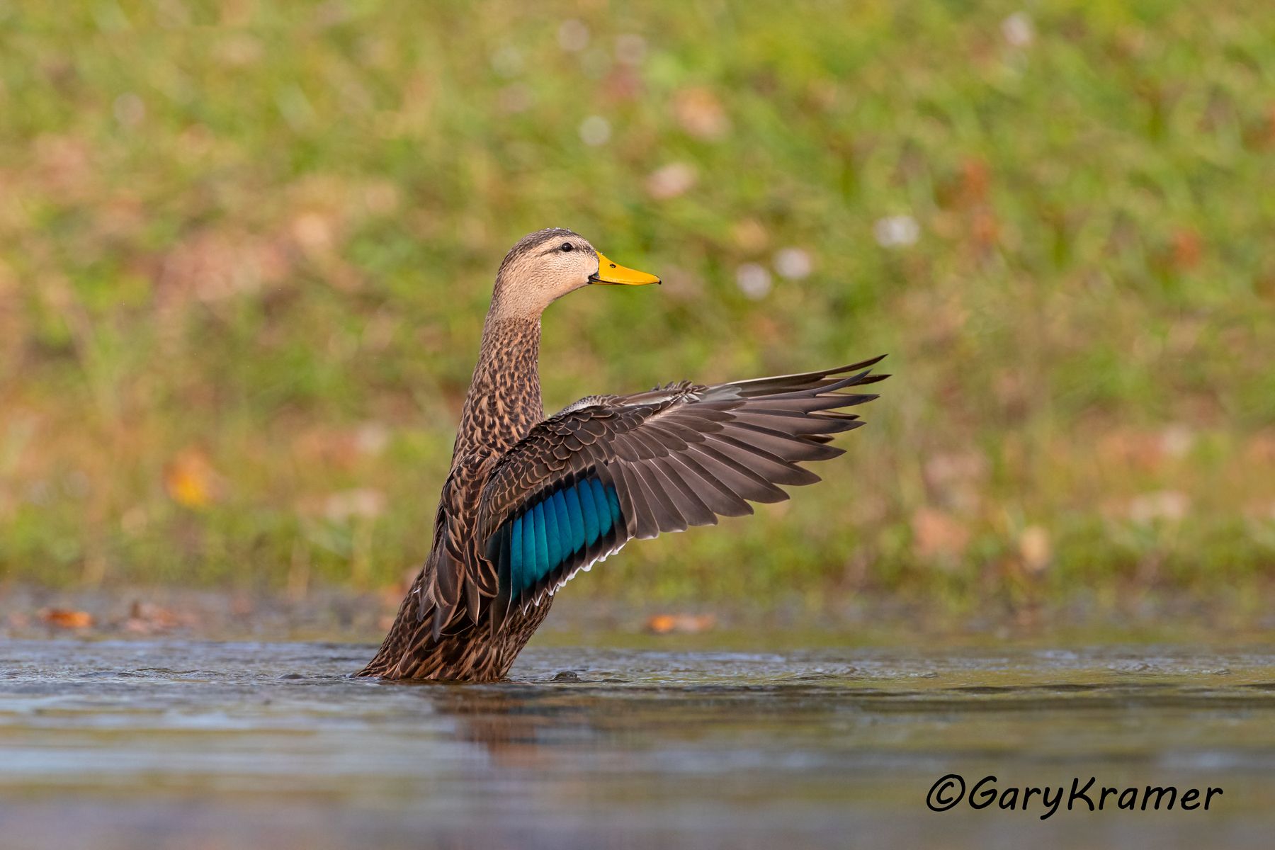 Mottled Duck (Anas fulvigula) Mottled Duck (Anas fulvigula) - NBWMo#321d