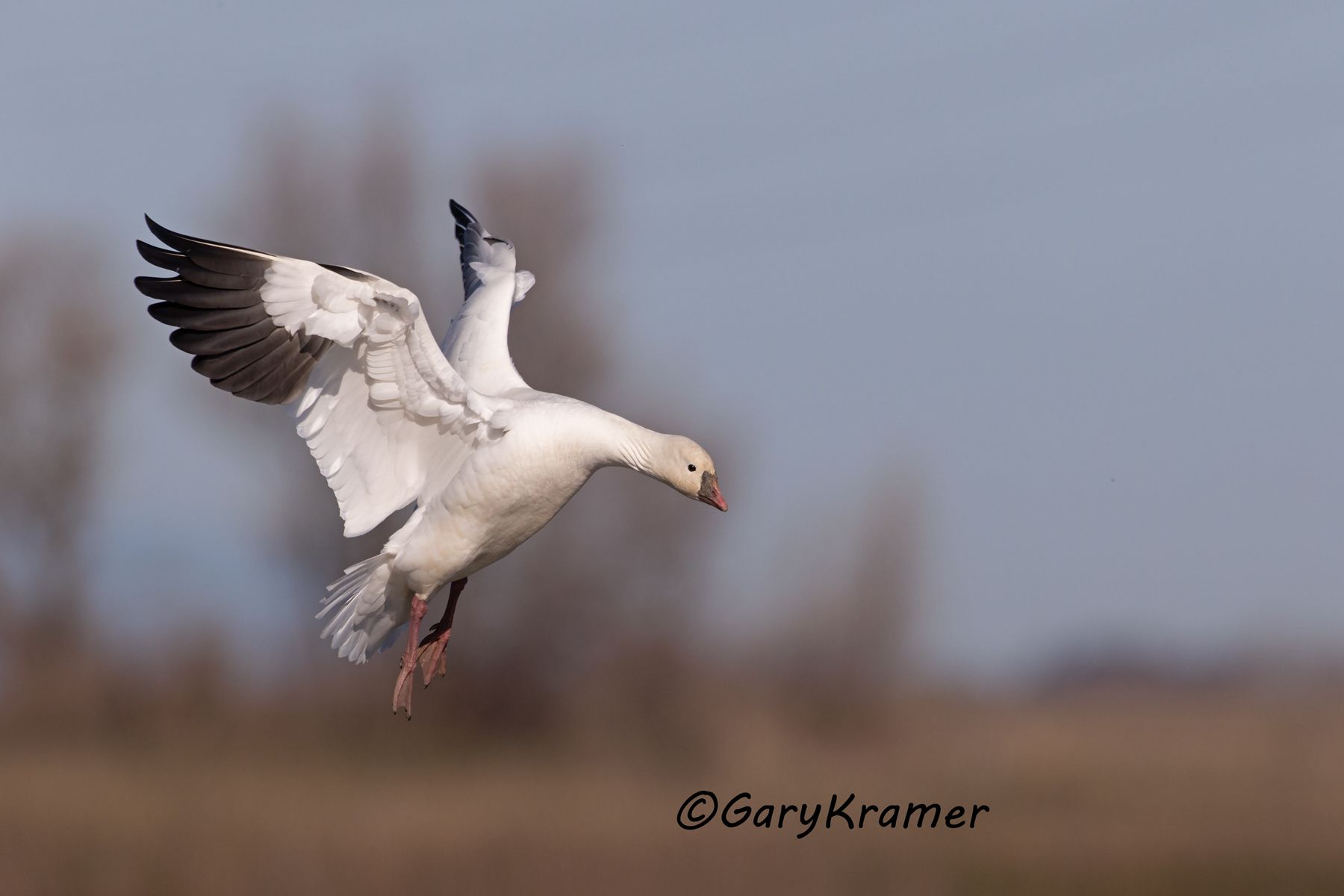 Ross's Goose (Chen rossii) - NBWRg#1477d