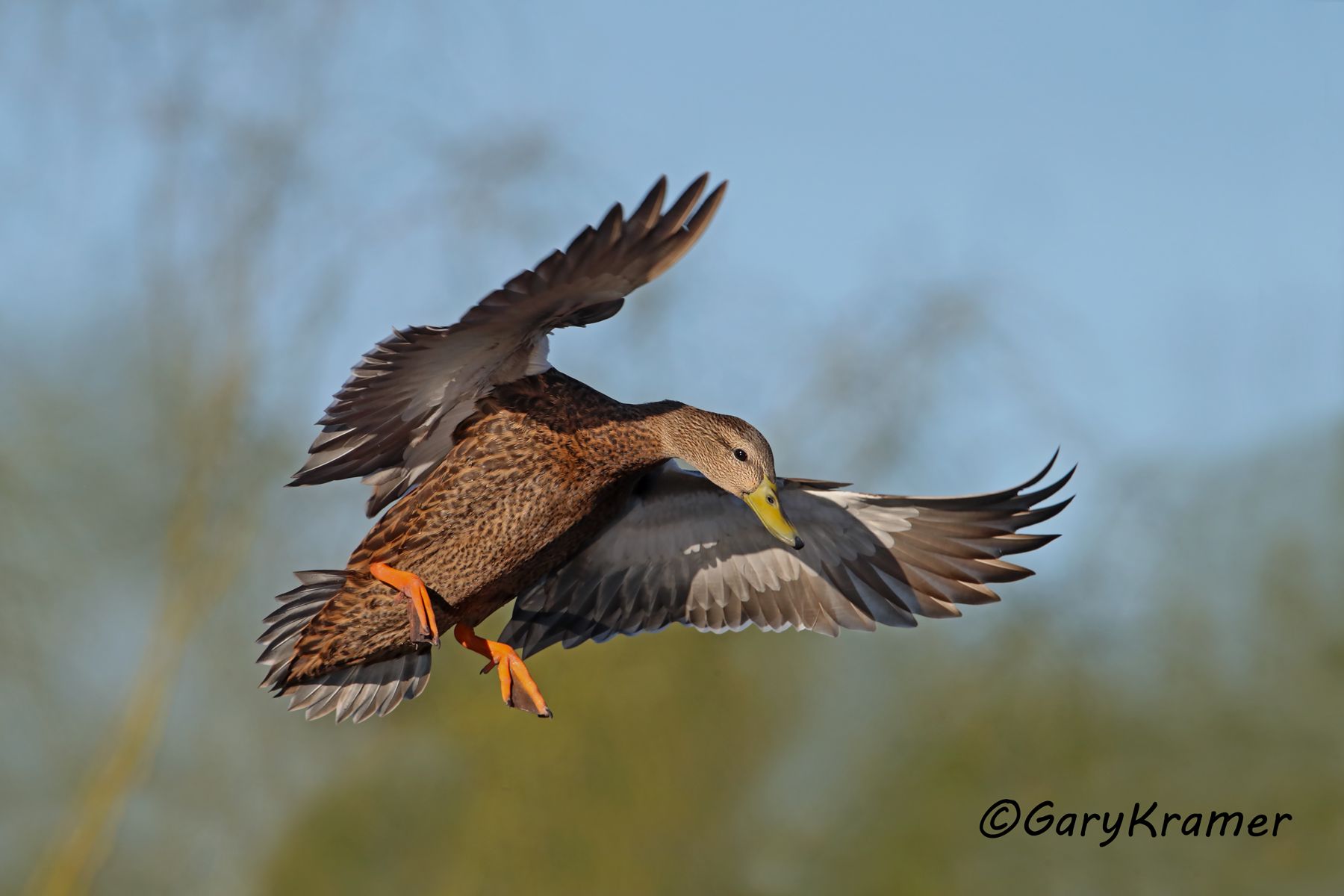 Mexican Duck (Mexican Mallard) (Anas platyrhynchos diazi) Mexican Duck (Mexican Mallard) (Anas platyrhynchos diazi) - NBWMm#153d