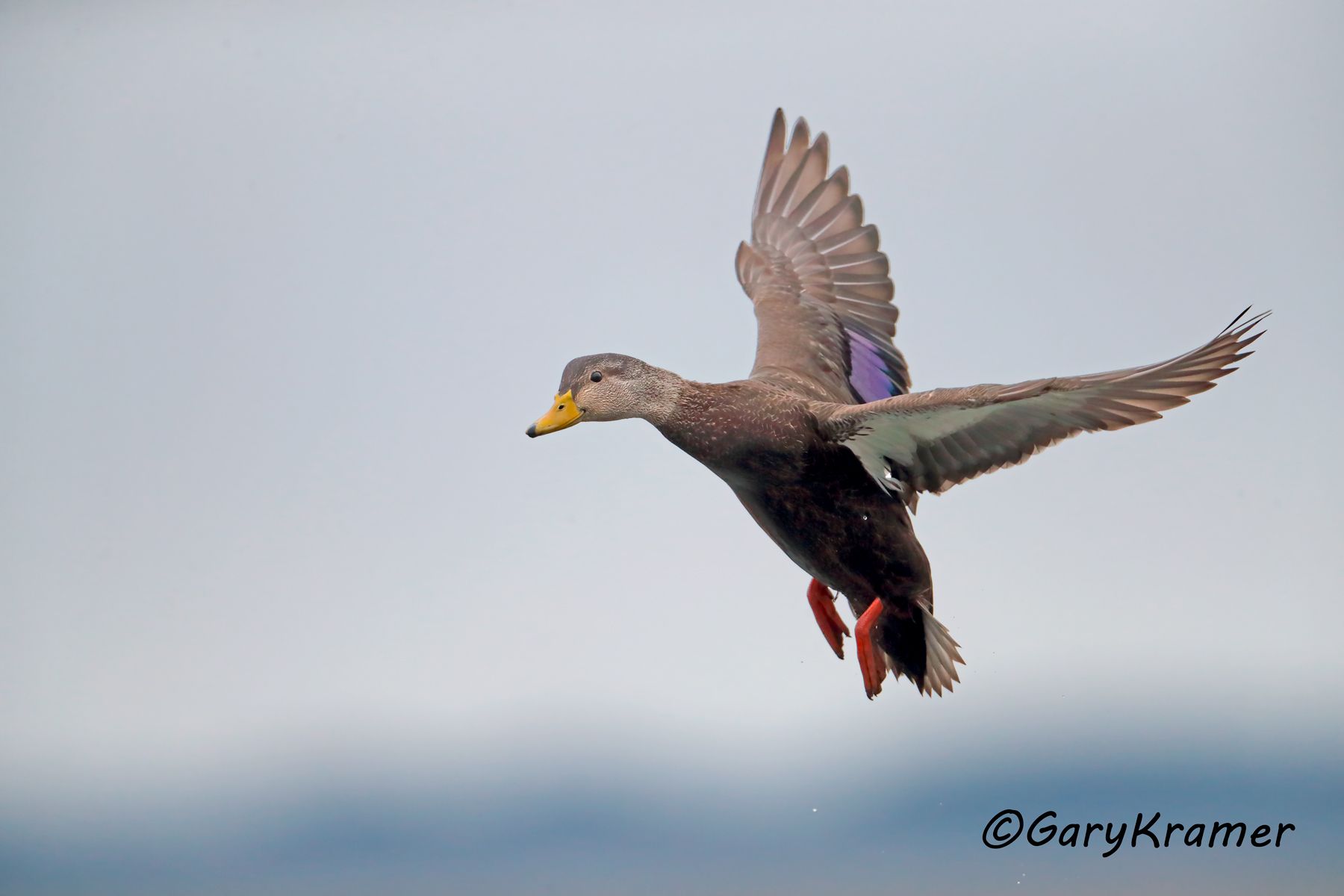 American Black Duck (Anas rubripes) American Black Duck (Anas rubripes) - NBWBd#914d