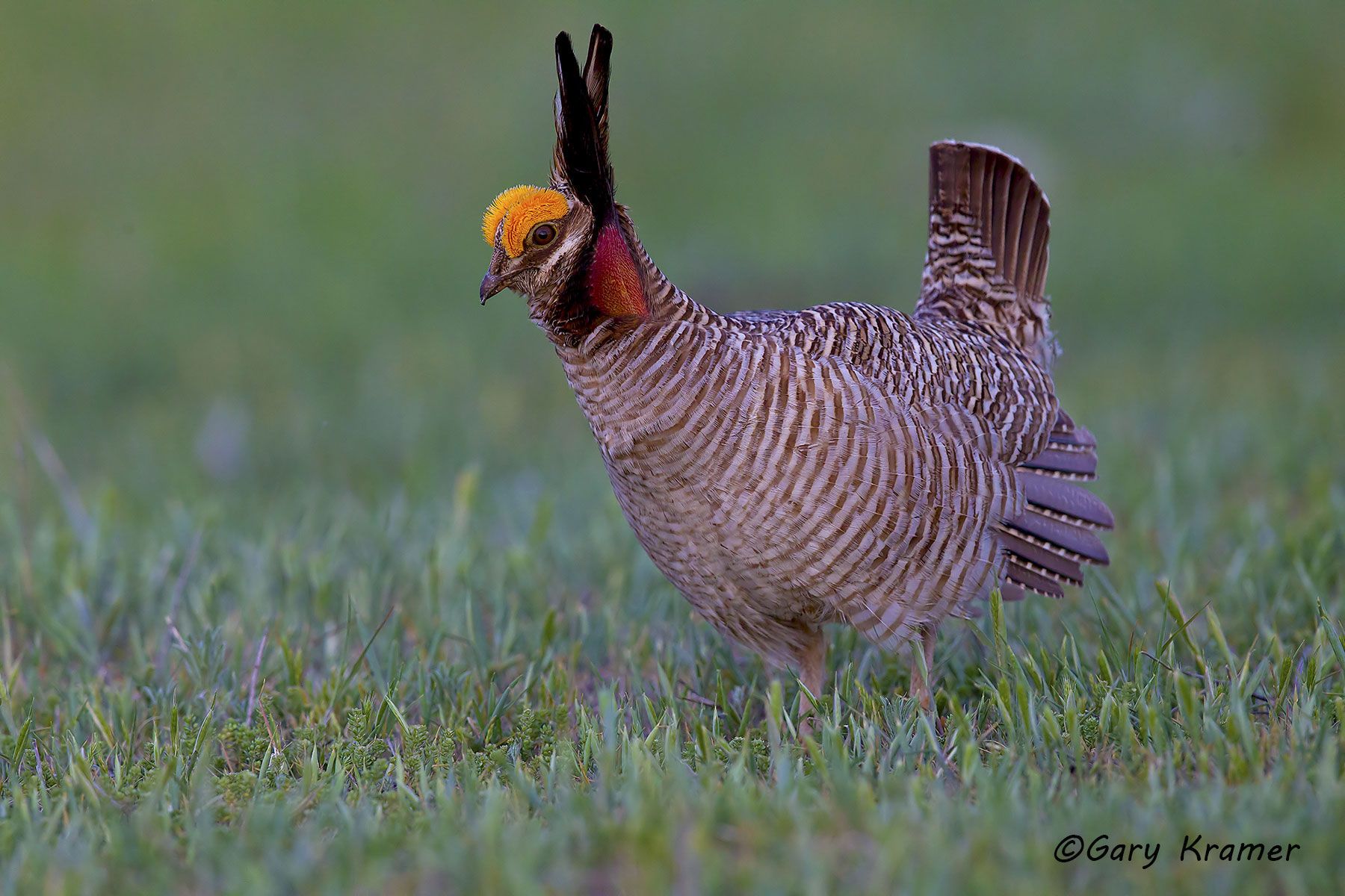 Prairie Chicken - Gary Kramer Photographer / Writer