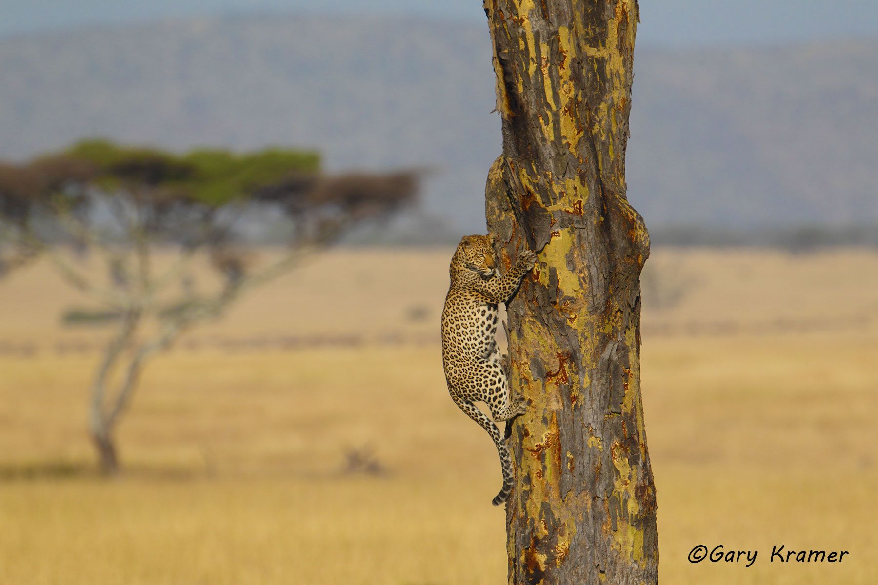 Leopard (Panthera pardus) - AMPL#343d.jpg