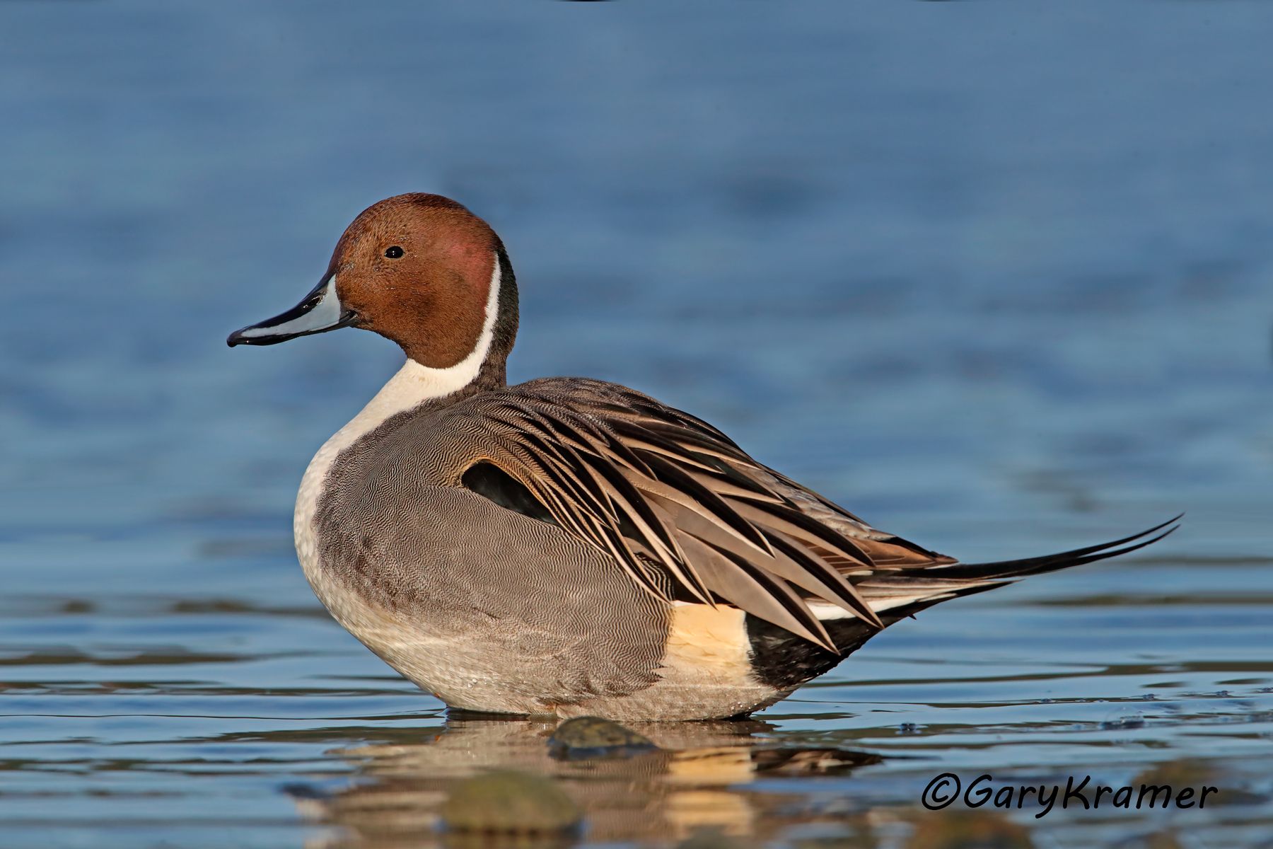 Northern Pintail (Anas acuta) - NBWP#8863d