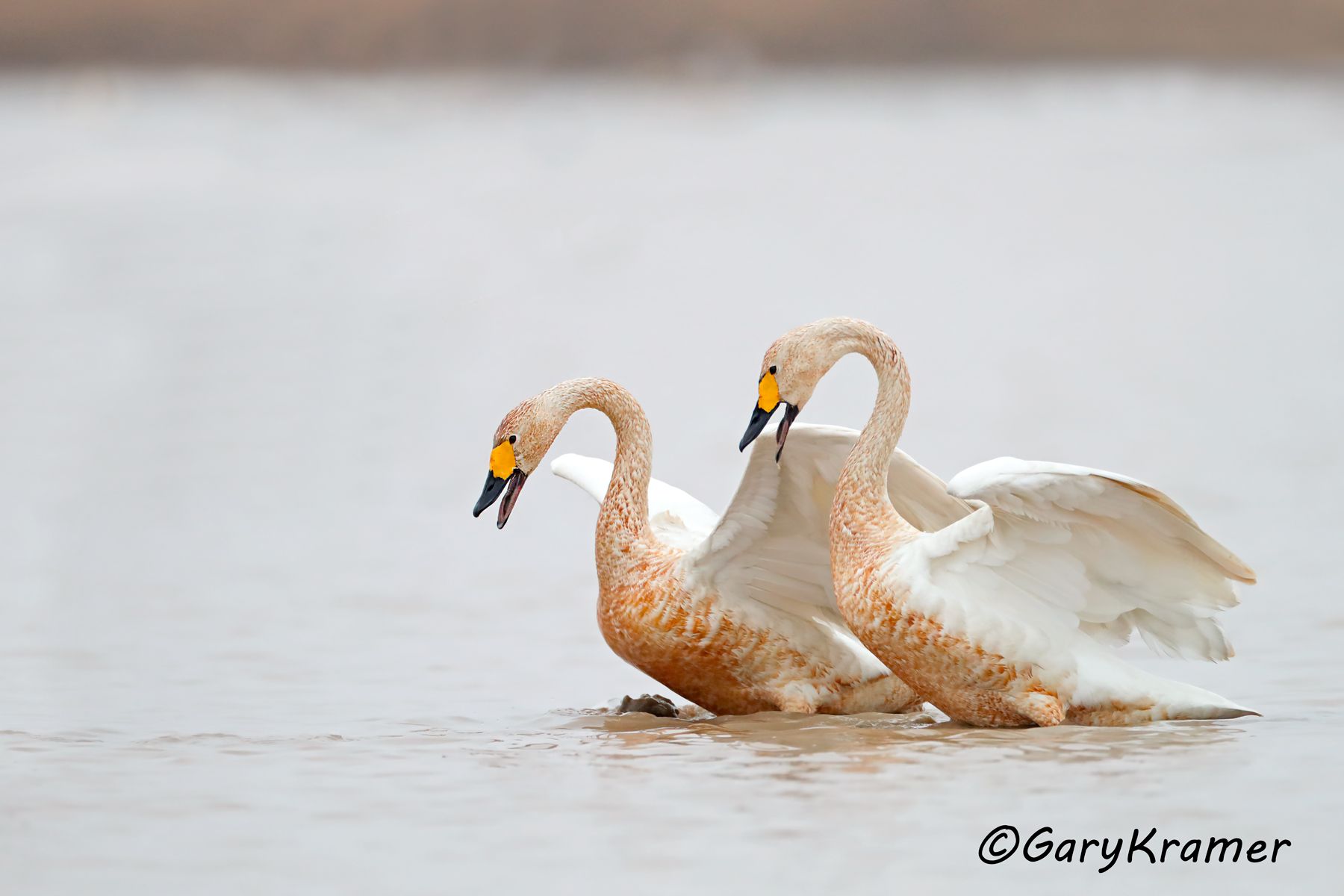Whooper Swan (Olor cygnus)  Whooper Swan (Olor cygnus) -  EBWSw#536d