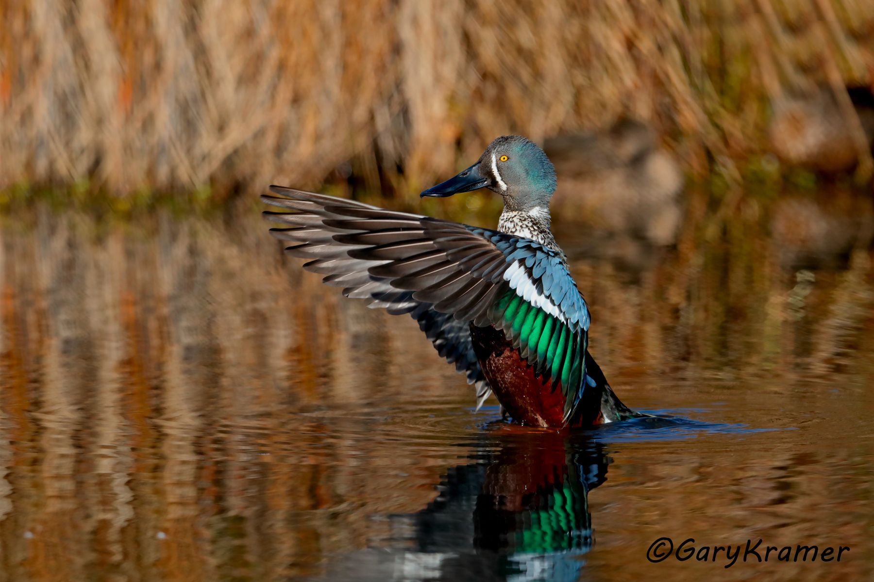 Australasian Shoveler (Spatula rhynchotis)  Australasian Shoveler (Spatula rhynchotis) - OBWS#087d