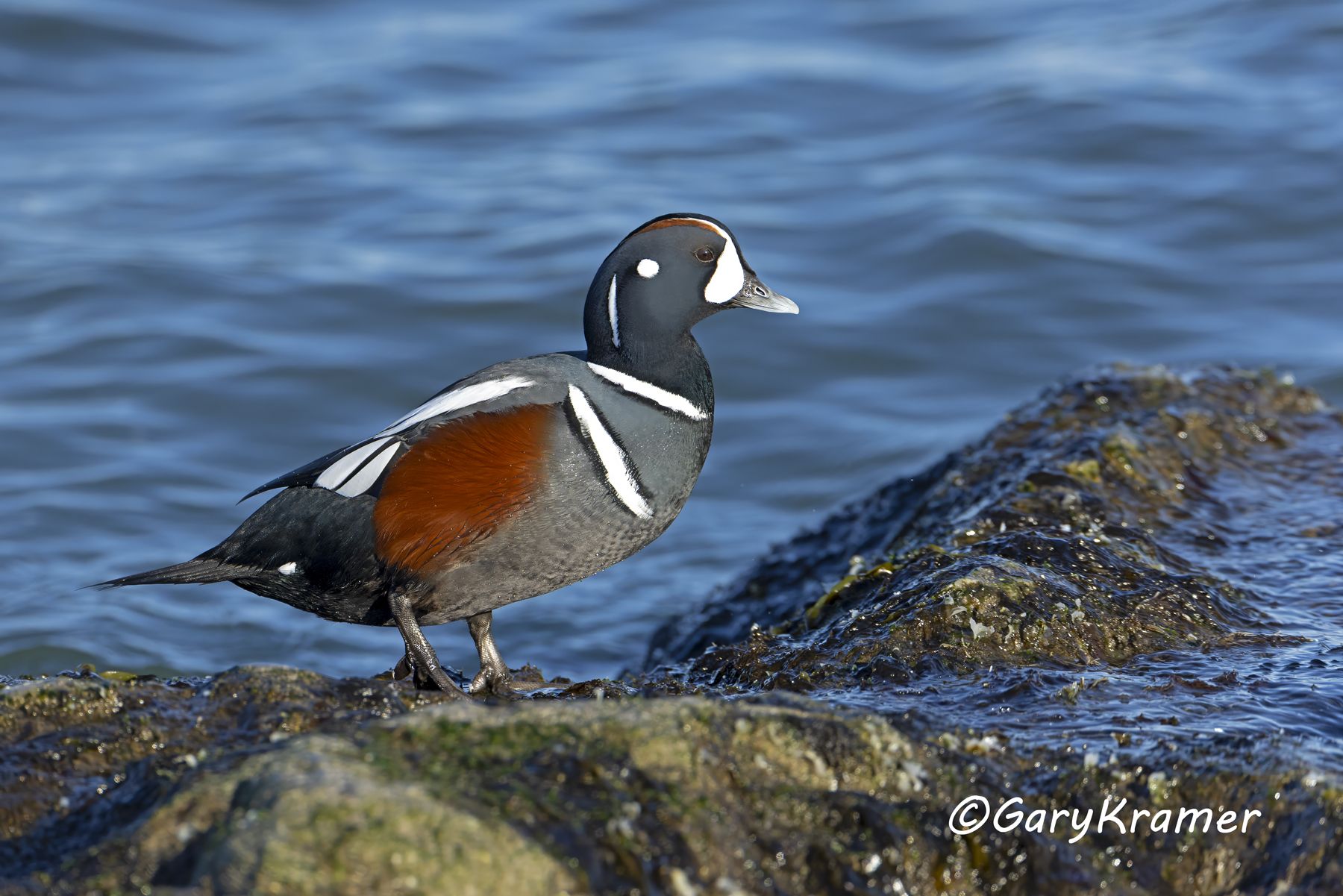Harlequin Duck (Histrionicus histrionicus) - NBWH#548d