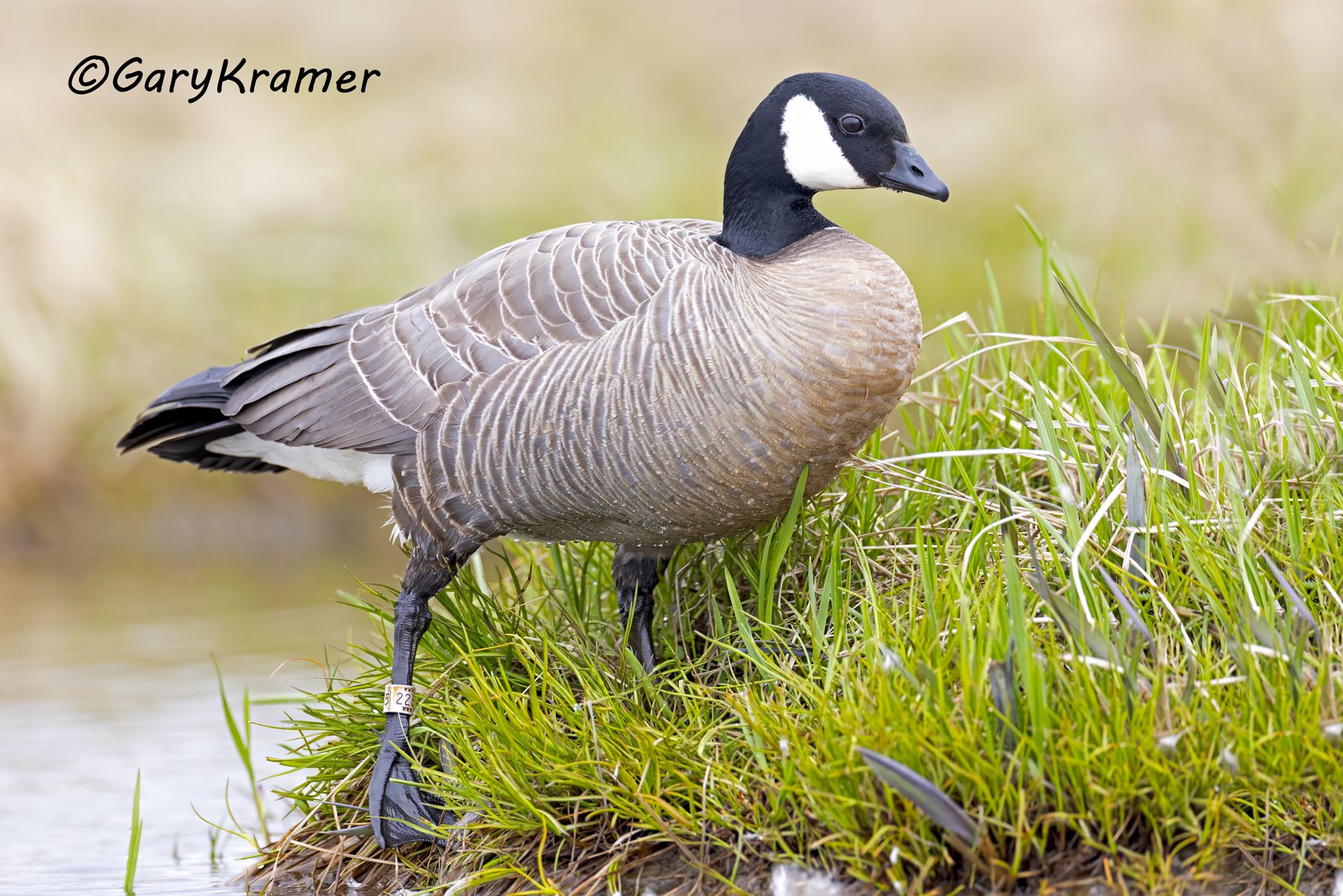 Cackling Goose (Minima)  (Anser hutchinsii minima) - NBWCc#512d