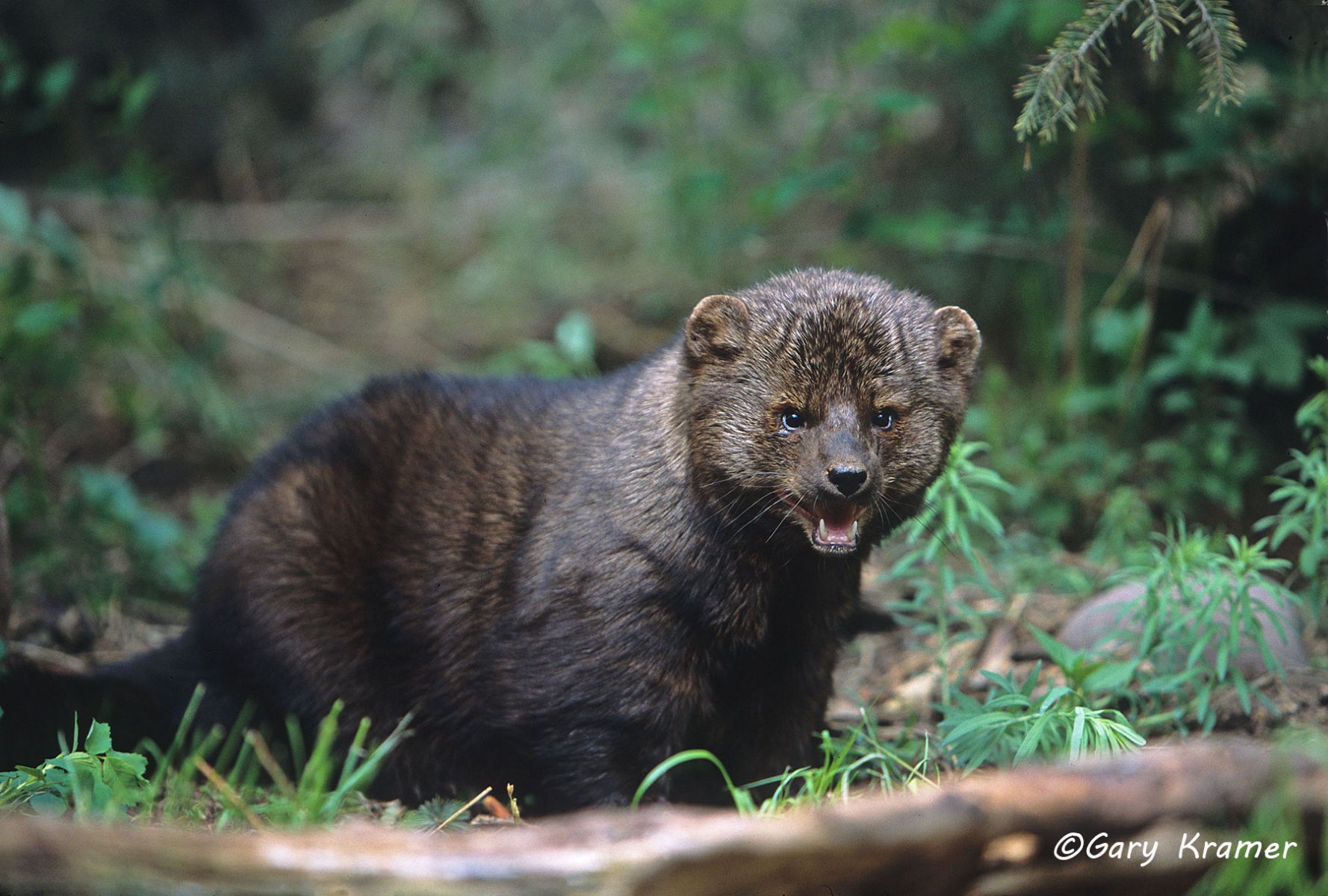Fisher (Martes pennanti) by GaryKramer.net, 530-934-3873, gkramer@cwo.com Fisher (Martes pennanti) - NMMF#026
