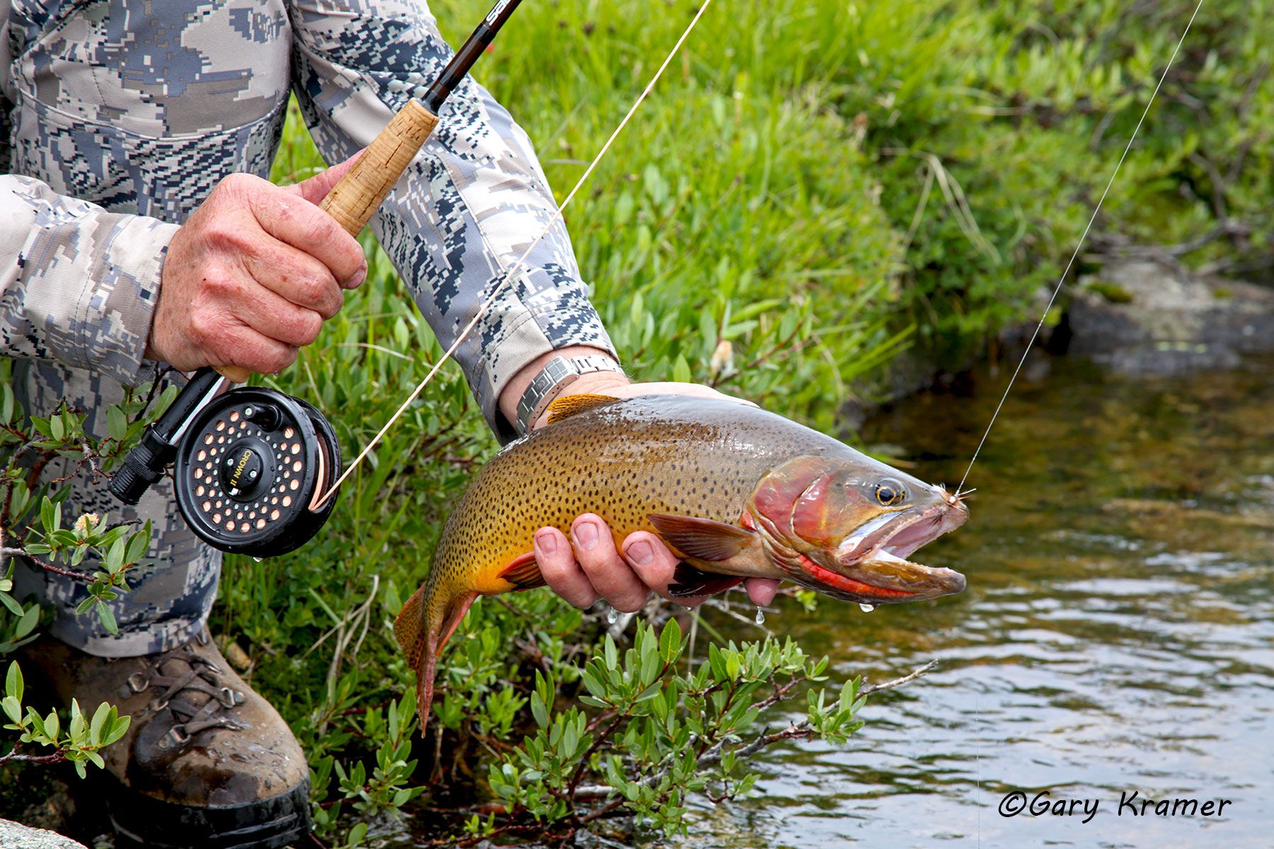 Cutthroat Trout w/flyfishing tackle - NFTCtf#019d