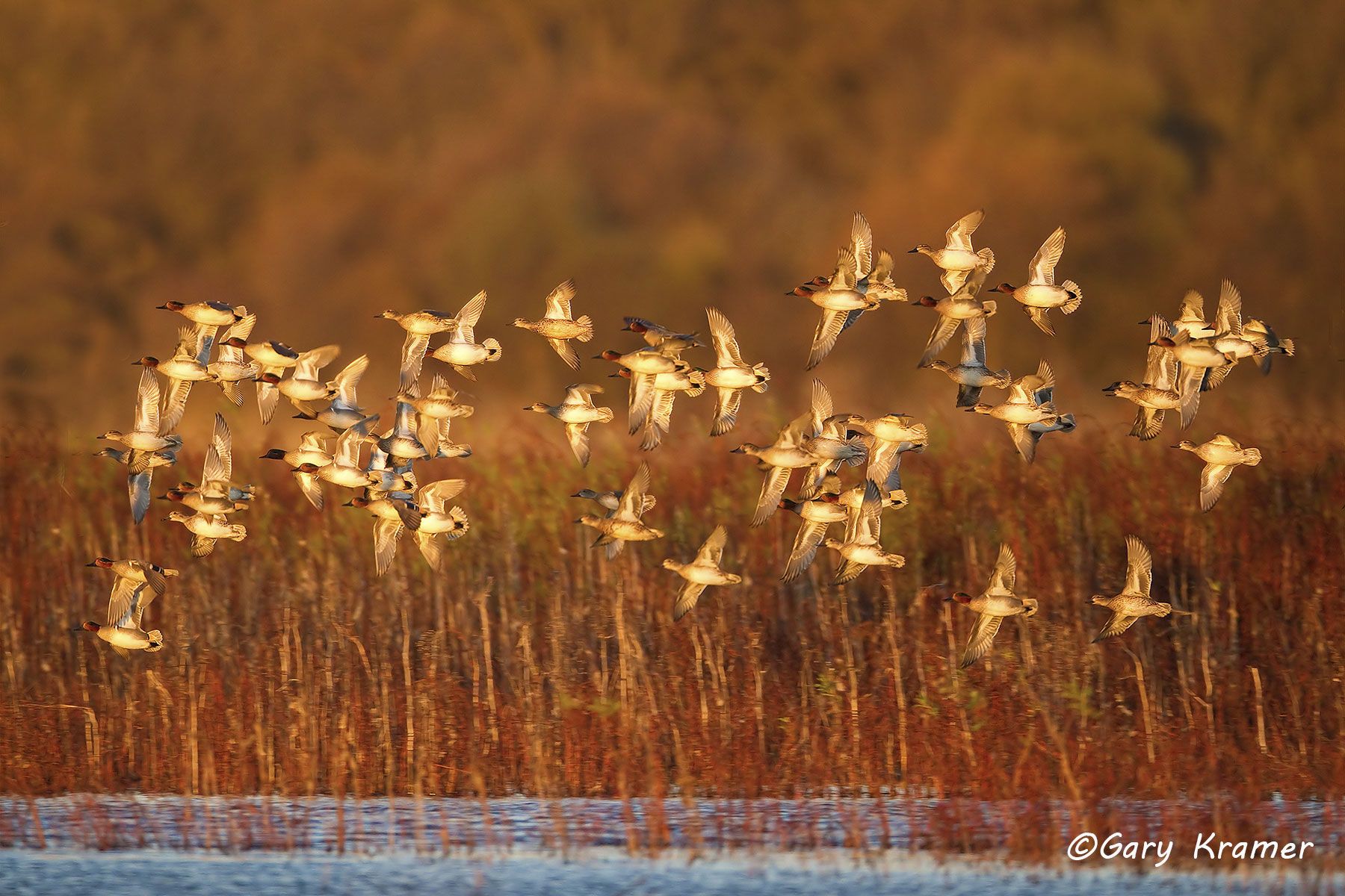 Green-winged Teal (Anas carolinensis) by GaryKramer.net, 530-934-3873, gkramer@cwo.com - Published: DU Nov/Dec 2015 Green-winged Teal (Anas carolinensis) - NBWTg#1088d