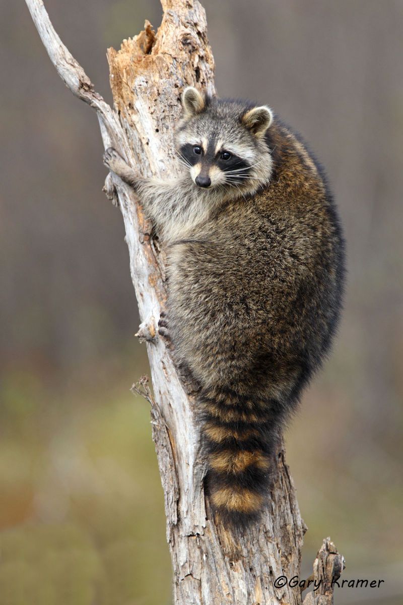 Raccoon (Procyon lotor) by GaryKramer.net, 530-934-3873, gkramer@cwo.com Raccoon (Procyon lotor) - NMMR#333d