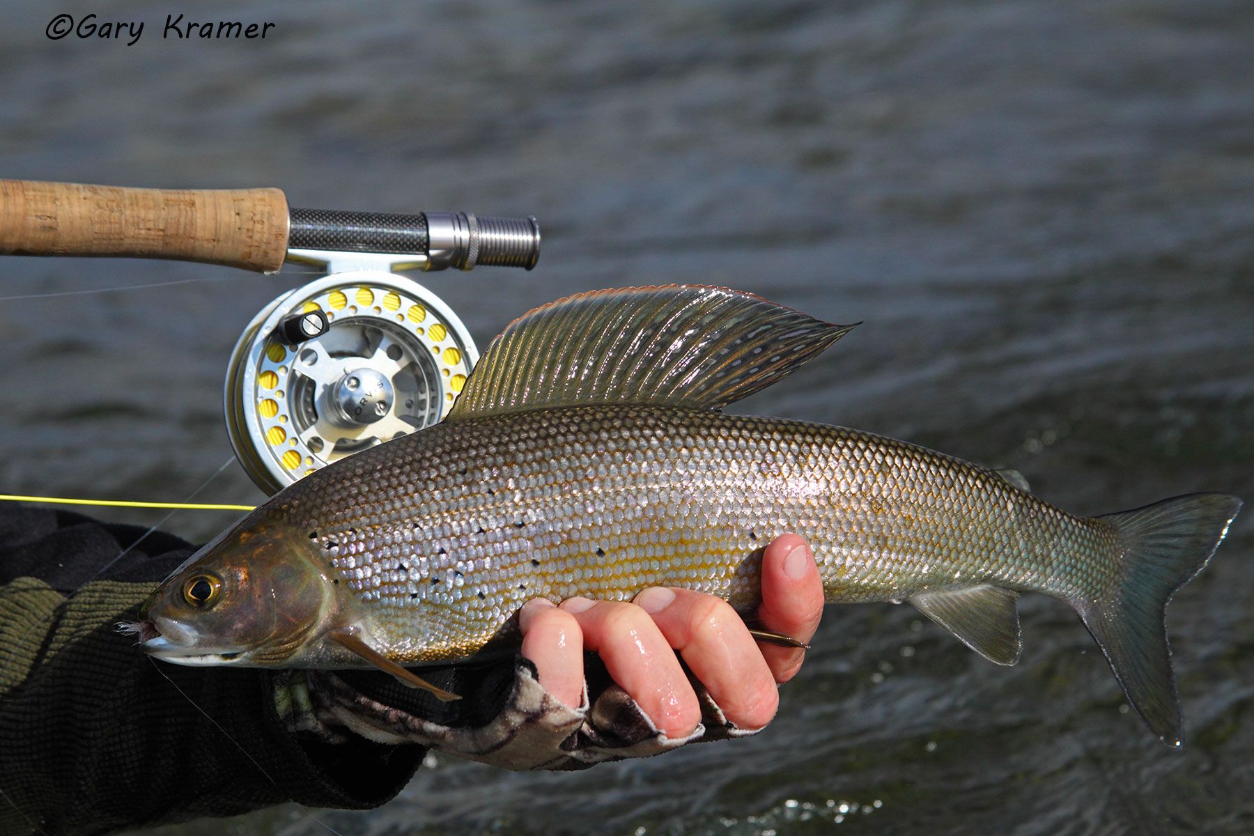Arctic Grayling w/ flyfishing tackle - NFAGfr#012d