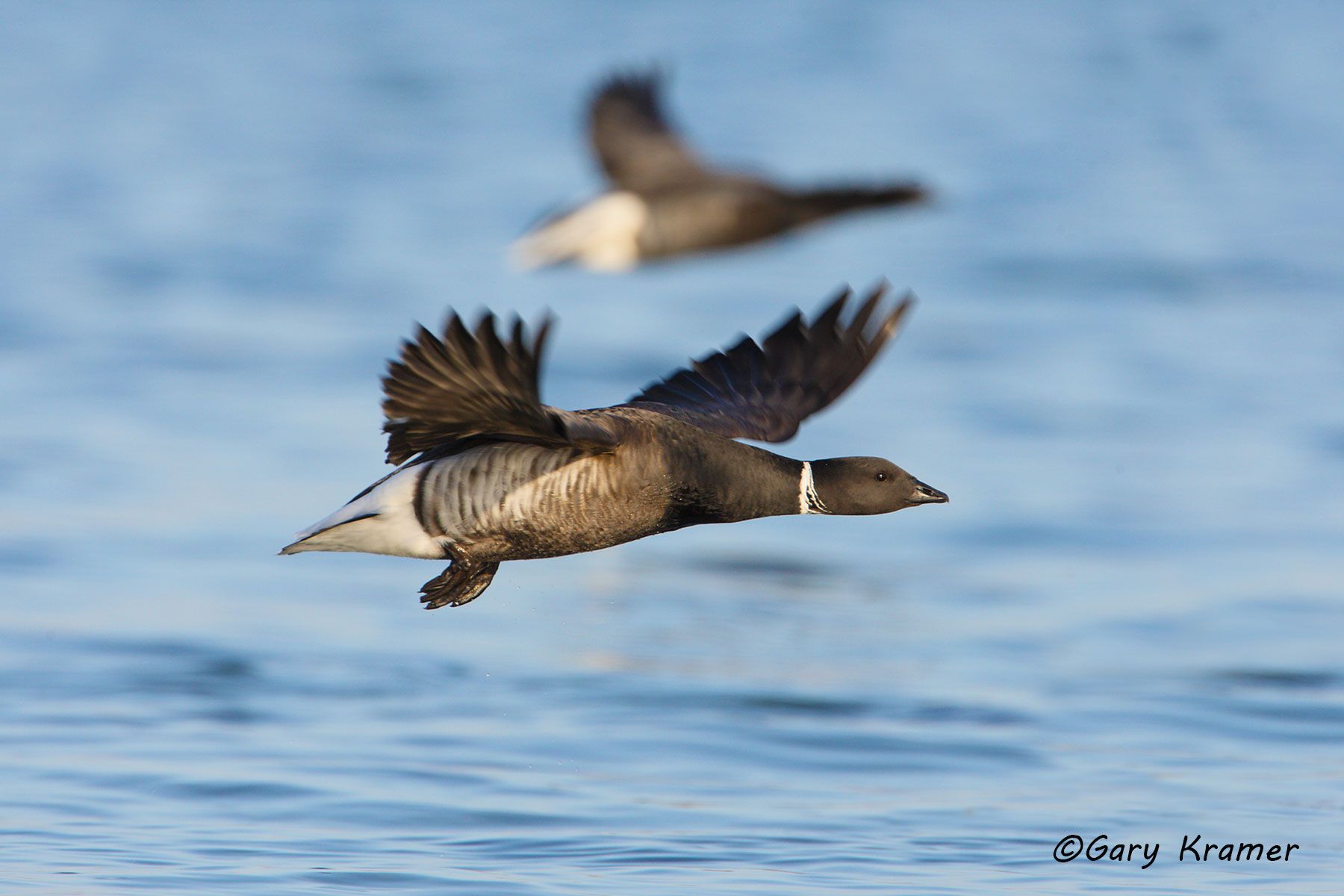 Black (Pacific) Brant (Branta bernicla nigricans) by GaryKramer.net, 530-934-3873, gkramer@cwo.com Black (Pacific) Brant (Branta bernicla nigricans) - NBWBp#454d