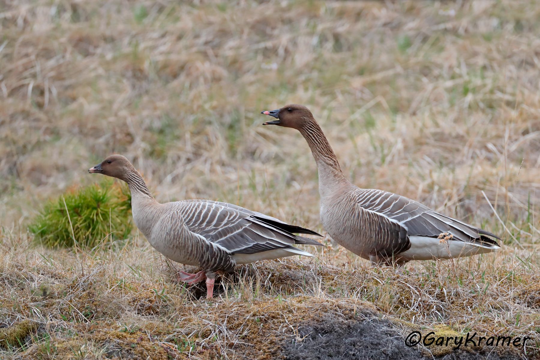 Pink-footed Goose (Anser brachyrhychus)  Pink-footed Goose (Anser brachyrhychus) - EBWGp#104d