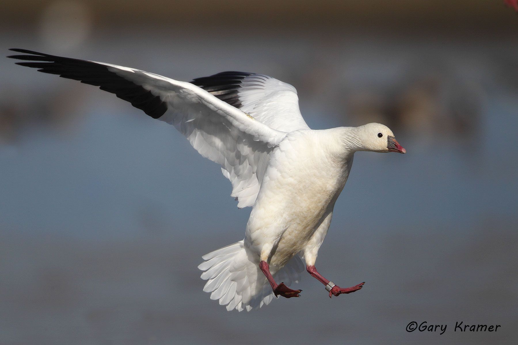 Ross's Goose (Anser rossii) - NBWRg#355d