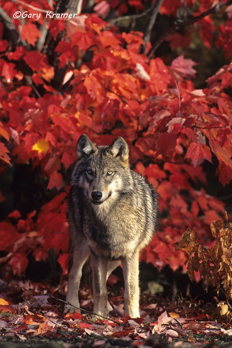 Gray Wolf (Canis lupus) - NMWg#411