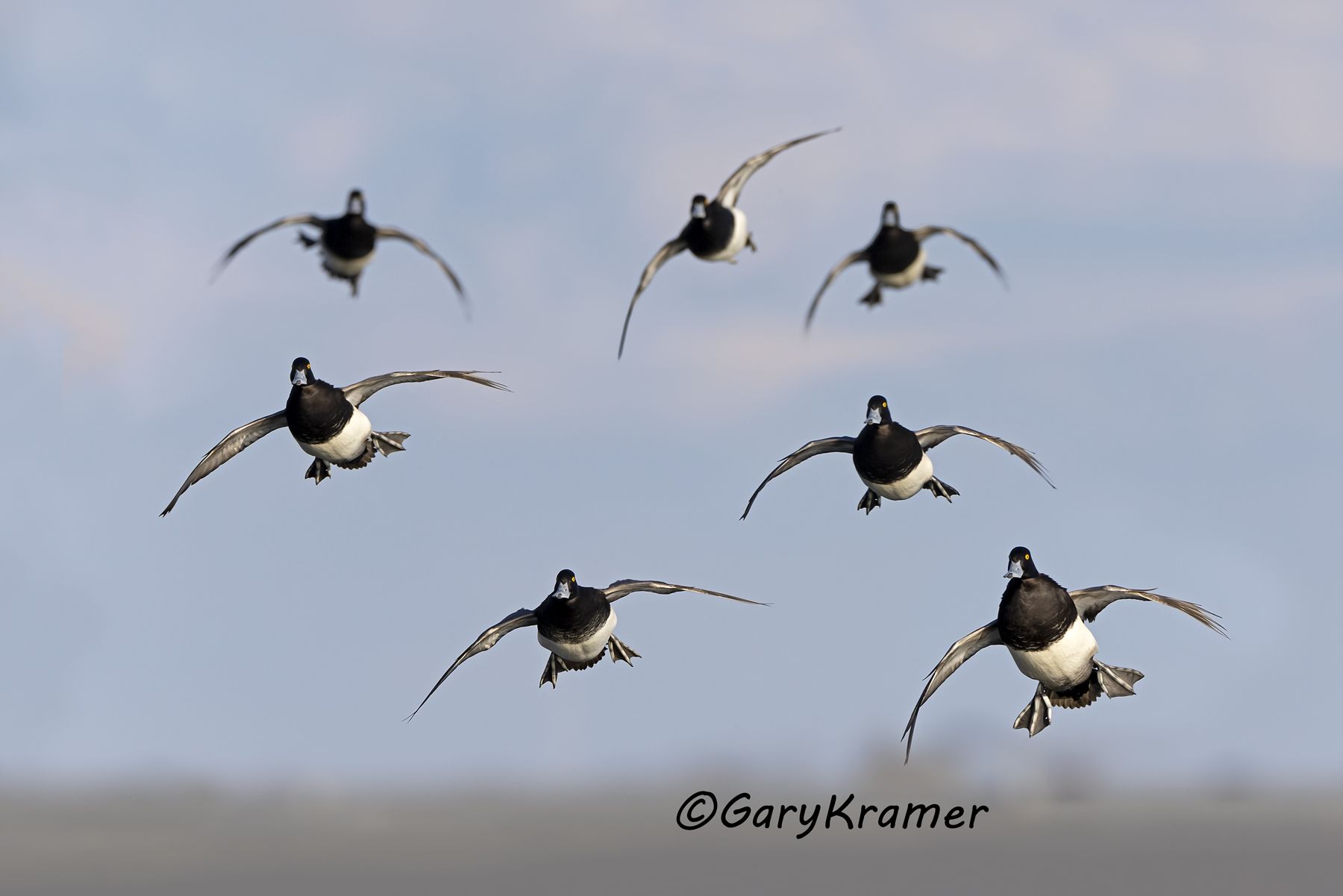 Lesser Scaup (Aythya affinis) - NBWSl#1706d(4)