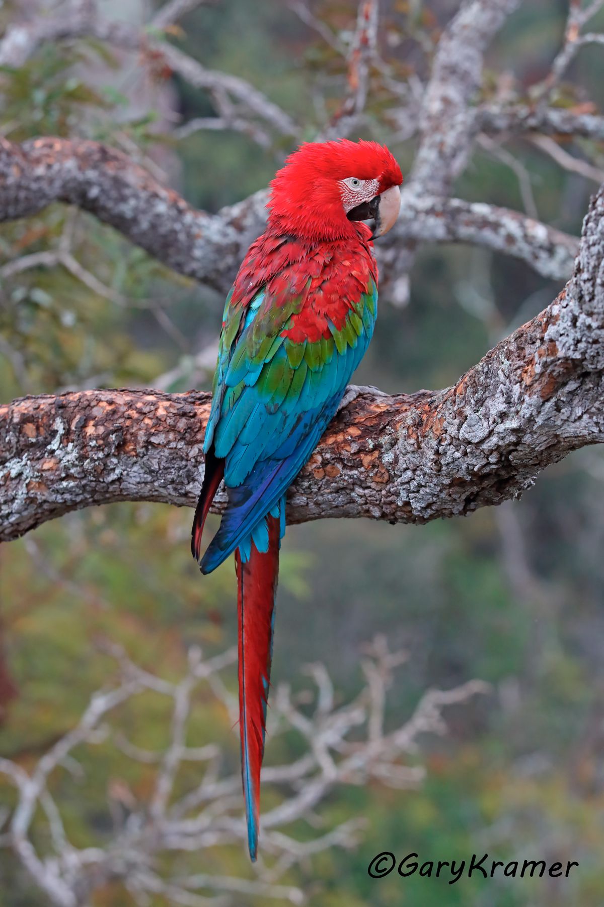 Red and Green Macaw (Ara chlorptera) - SBMrg#100d