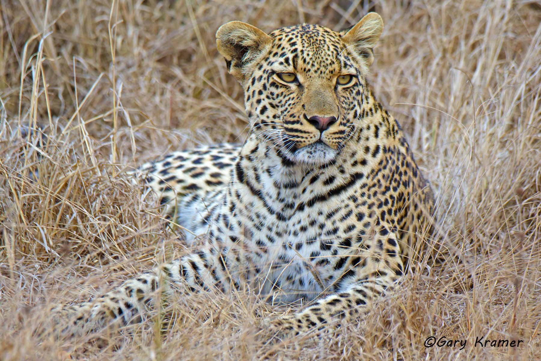 Leopard (Panthera pardus) Leopard (Panthera pardus) - AMPL#807d