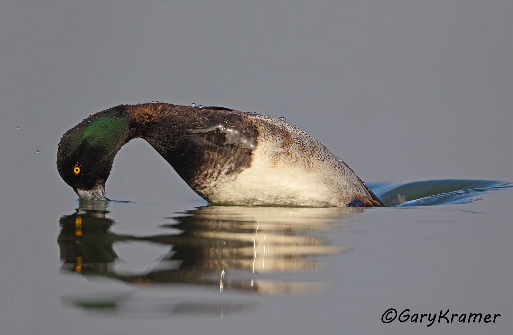 Lesser Scaup (Aythya affinis) NBWSl#501d.jpg