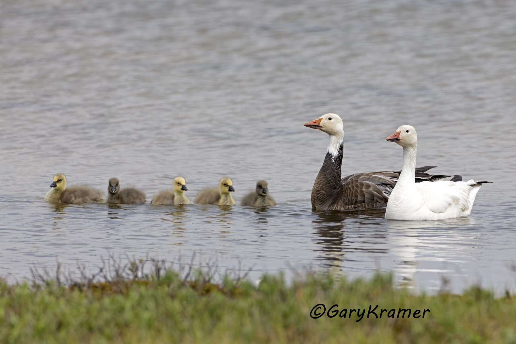 Lesser Snow Goose (Anser caerulescens) - NBWSg#3704d(2)