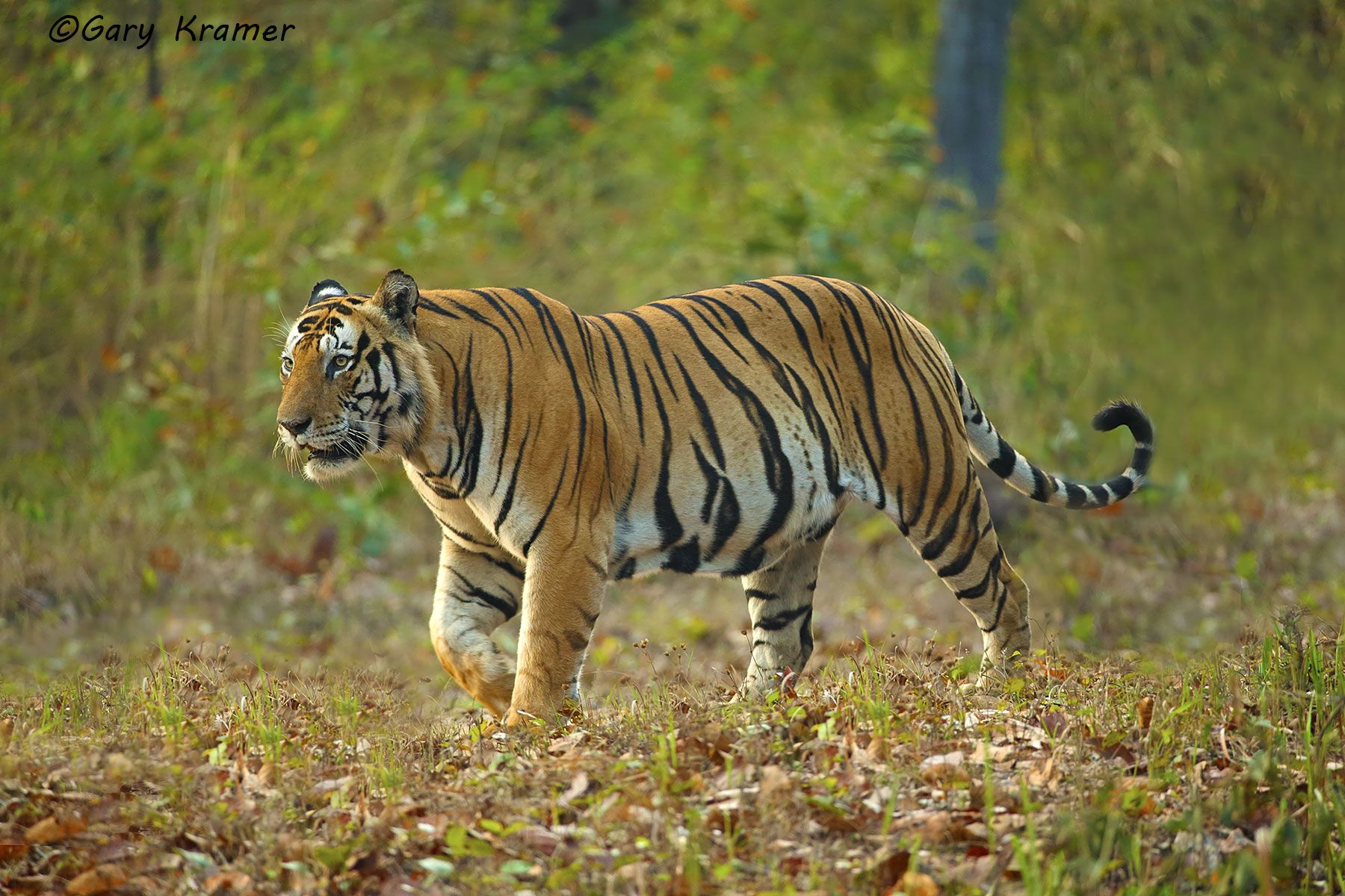 Tiger (Bengal) (Panthera tigrus tigrus) - AMTb#375d