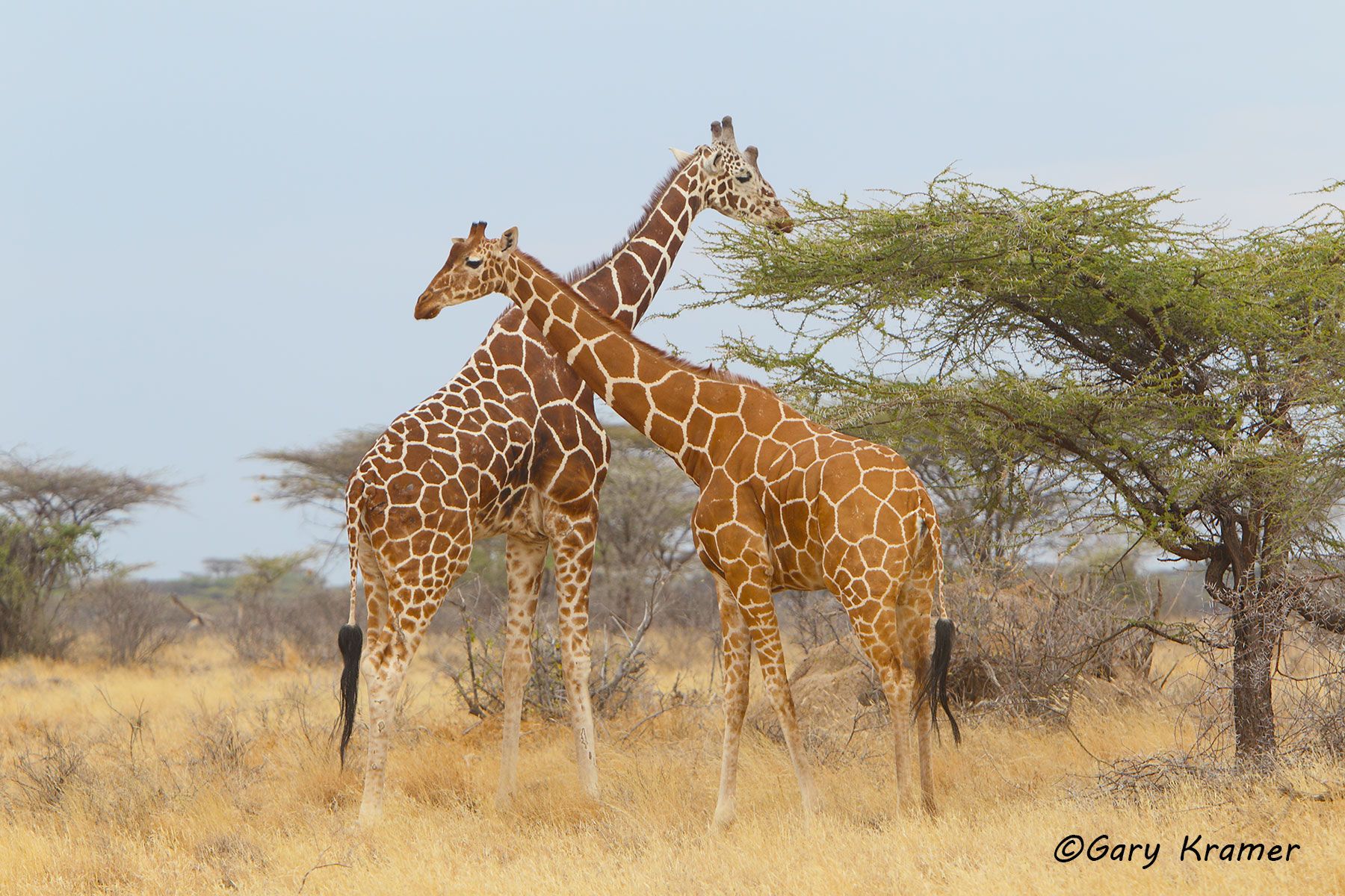 Reticulated Giraffe (Giraffa c. reticulata) Reticulated Giraffe (Giraffa c. reticulata) - AMGr#049d
