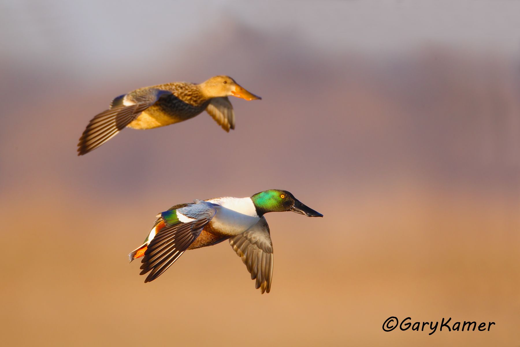 Northern Shoveler (Spatula clypeata) Northern Shoveler (Spatula clypeata) - NBWS#1091d