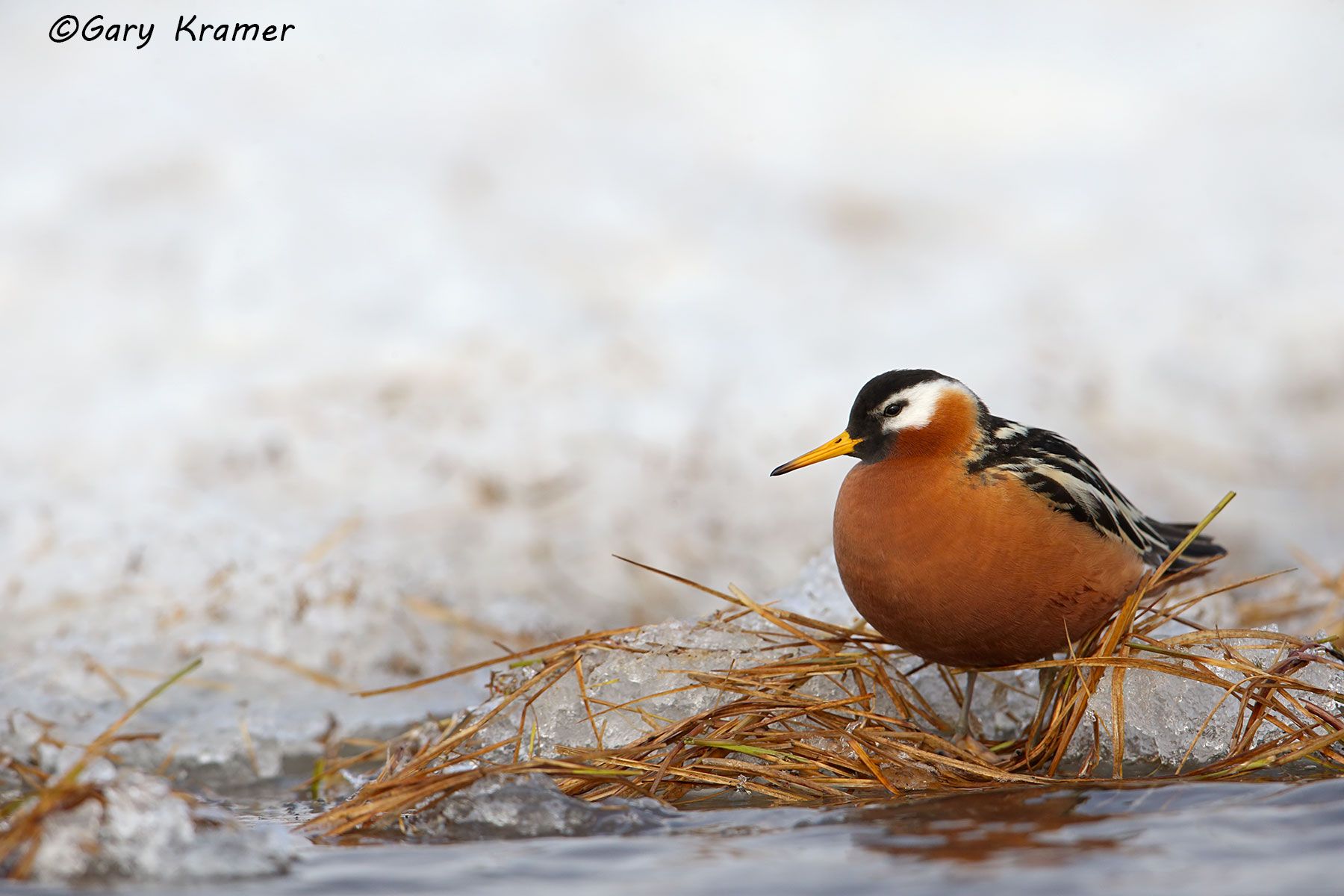Red Phalarope (Phalaropus fulicaria) Red Phalarope (Phalaropus fulicaria) - NBPe#089d