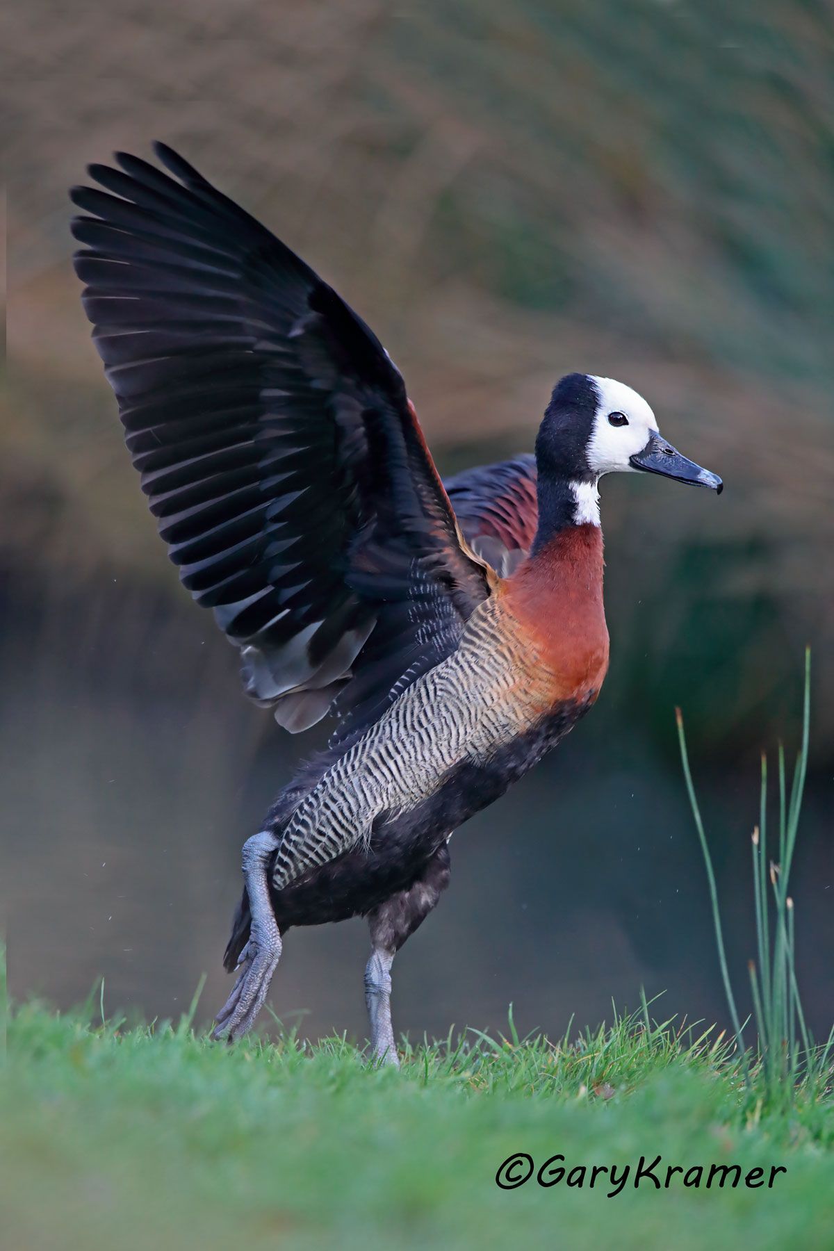 White-faced Whistling Duck (Dendrocygna viduata)  White-faced Whistling Duck (Dendrocygna viduata) - SBWW#213d (Botswana)