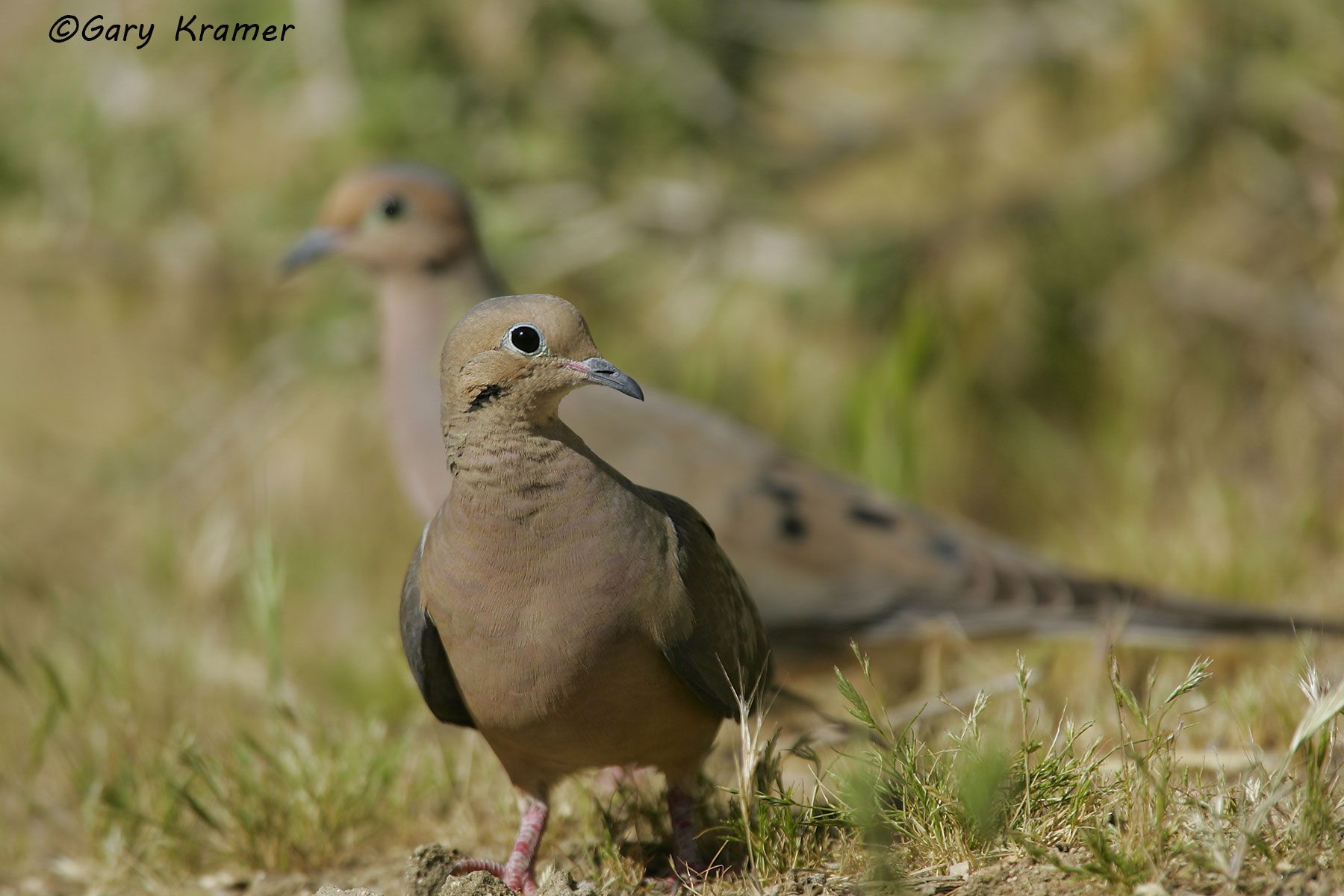 Moruning Dove (Zenaida macroura) - NBDM#227d