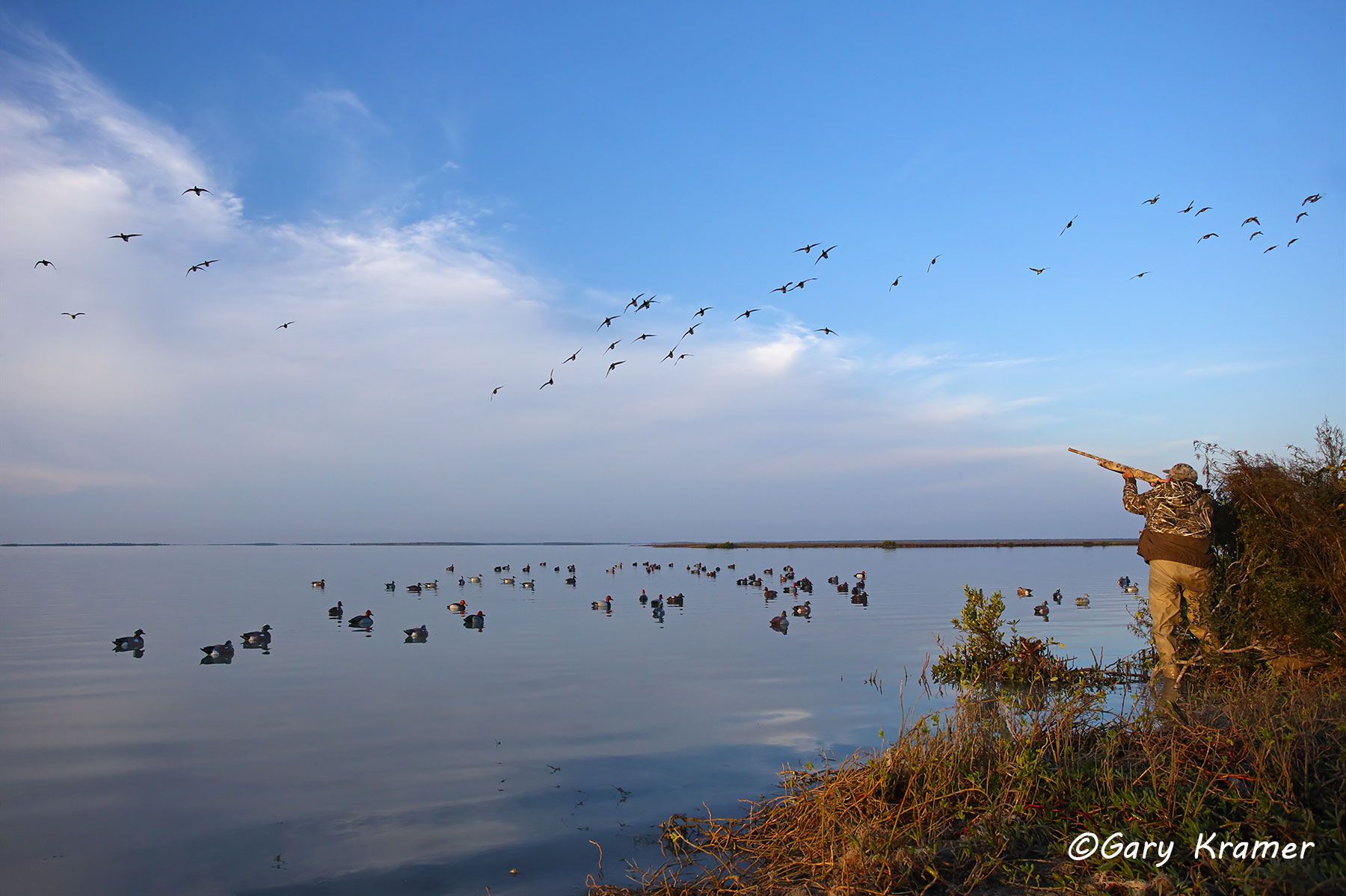 Hunter shooting at ducks over decoys - NHDad#659d