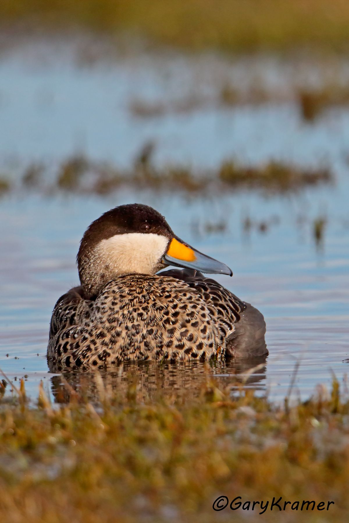 Silver Teal (Anas versicolor) - SBWSt#389d(2) (Chile)