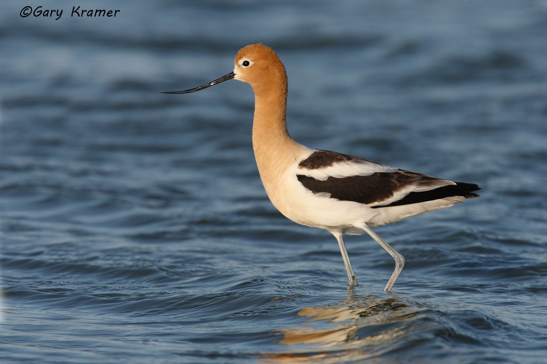 American Avocet (Recurvirostra americana) American Avocet (Recurvirostra americana) - NBSA#210d