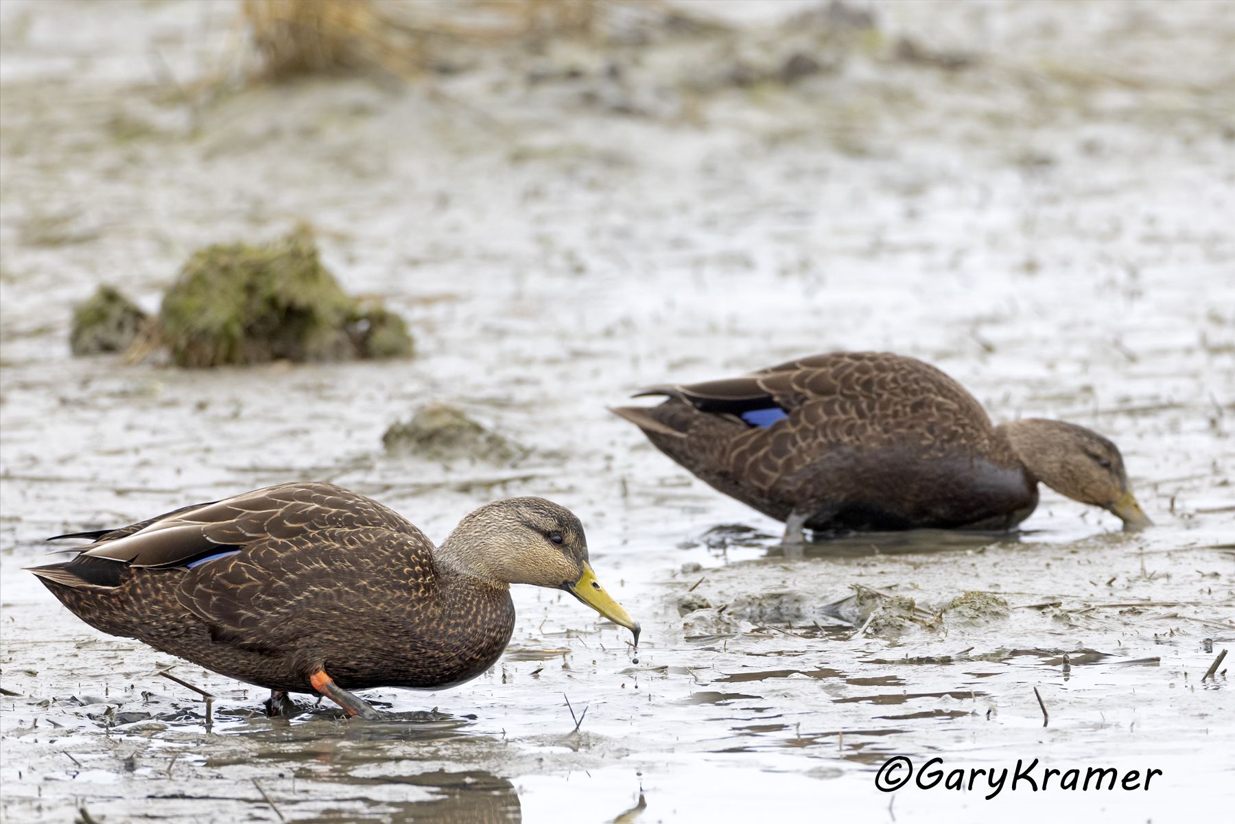 American Black Duck (Anas rubripes) American Black Duck (Anas rubripes) - NBWBd#1267d