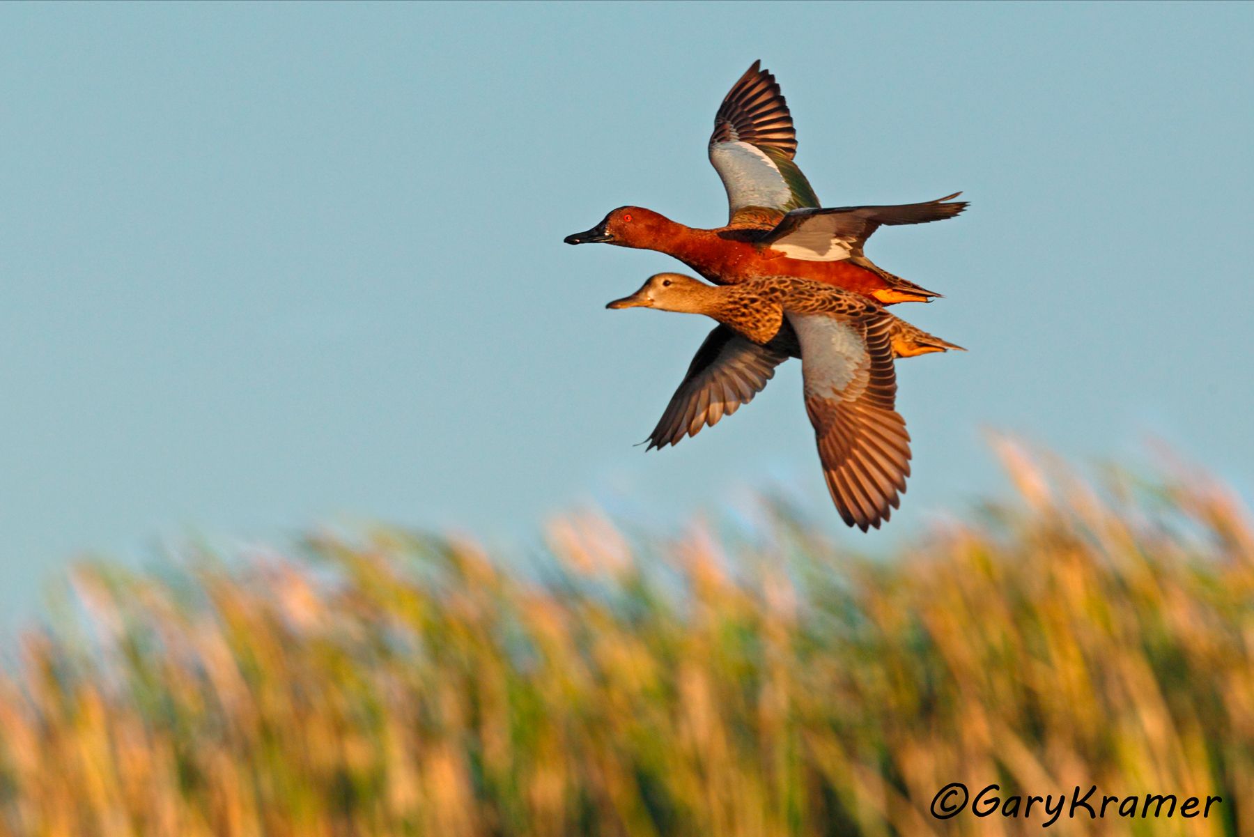 Cinnamon Teal (Spatula cyanoptera)  Cinnamon Teal (Spatula cyanoptera) - NBWTc#603d(A)