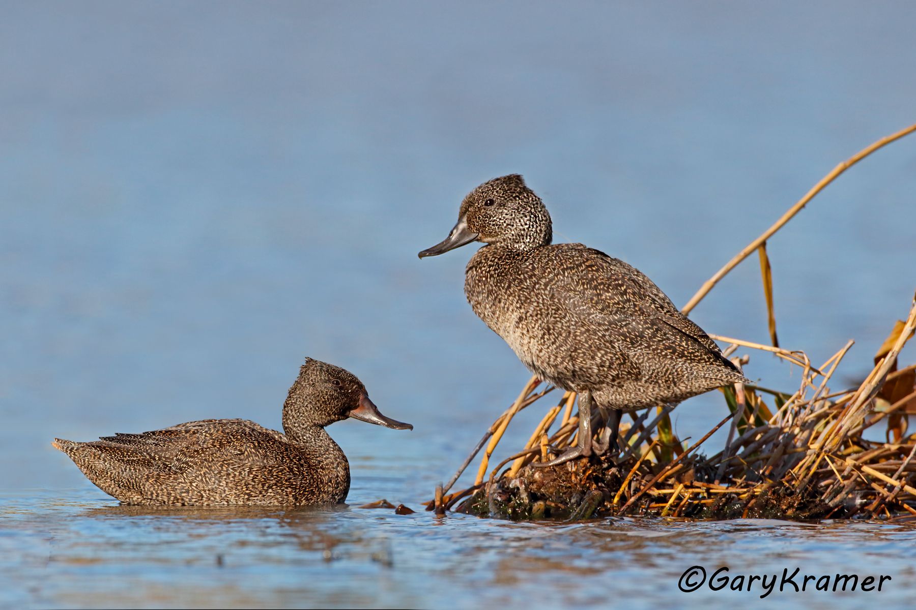 Freckled Duck (Stictonetta naevosa)  Freckled Duck (Stictonetta naevosa) - OBWFd#221d(2)
