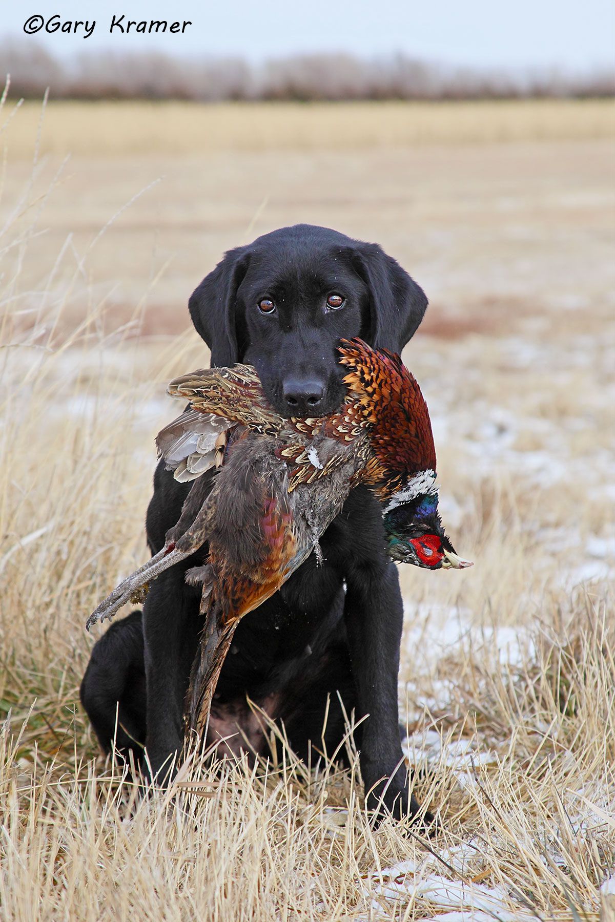 Black Labrador Retriever w/Pheasant Black Labrador Retriever w/Pheasant - HDLbpp#202d
