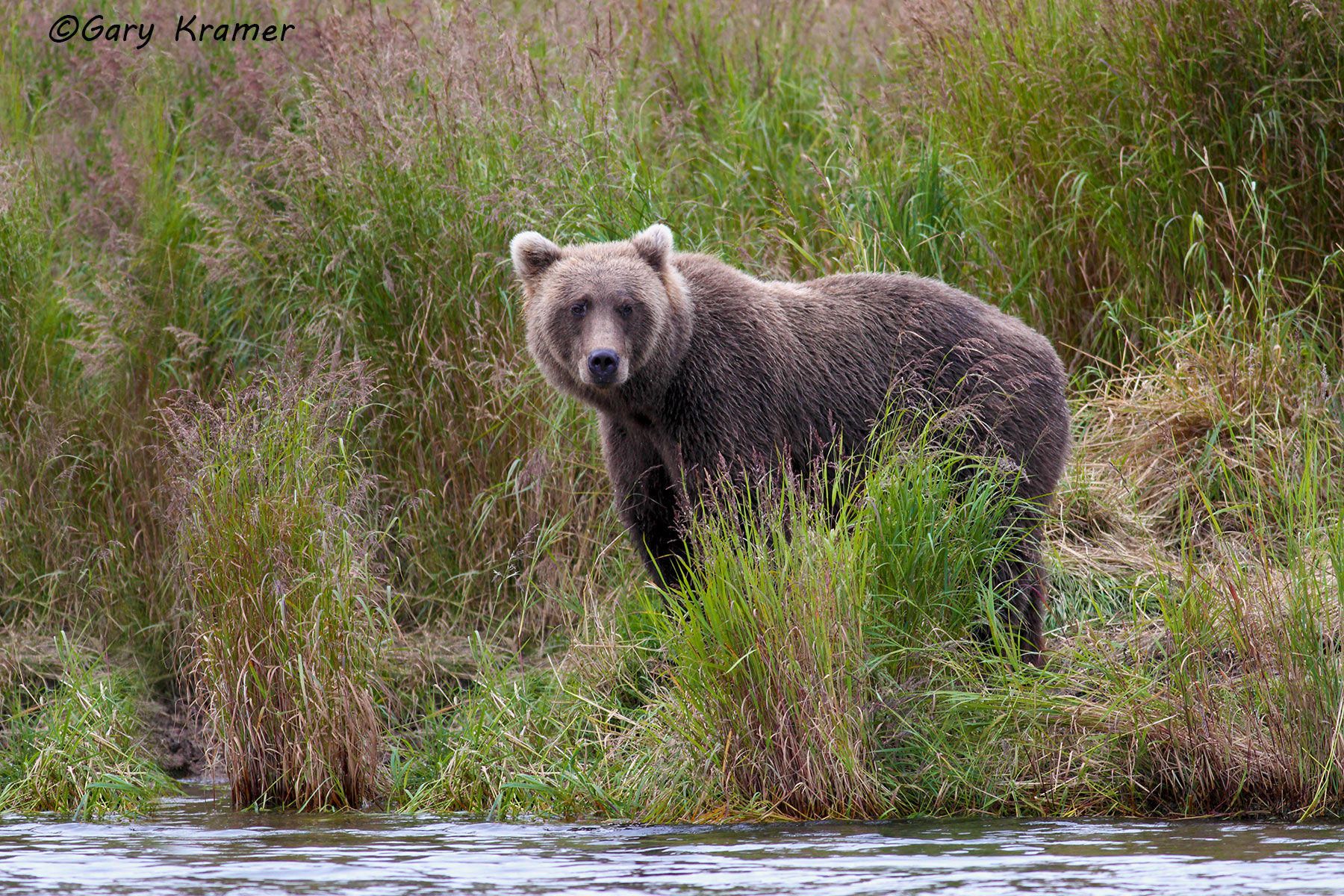 Alaskan Brown Bear (Urusus middlendorffi) Lake Clark N. P. Alaska by GaryKramer.net, 530-934-3873, gkramer@cwo.com Alaskan Brown Bear (Urusus middlendorffi) - NMBA#165d