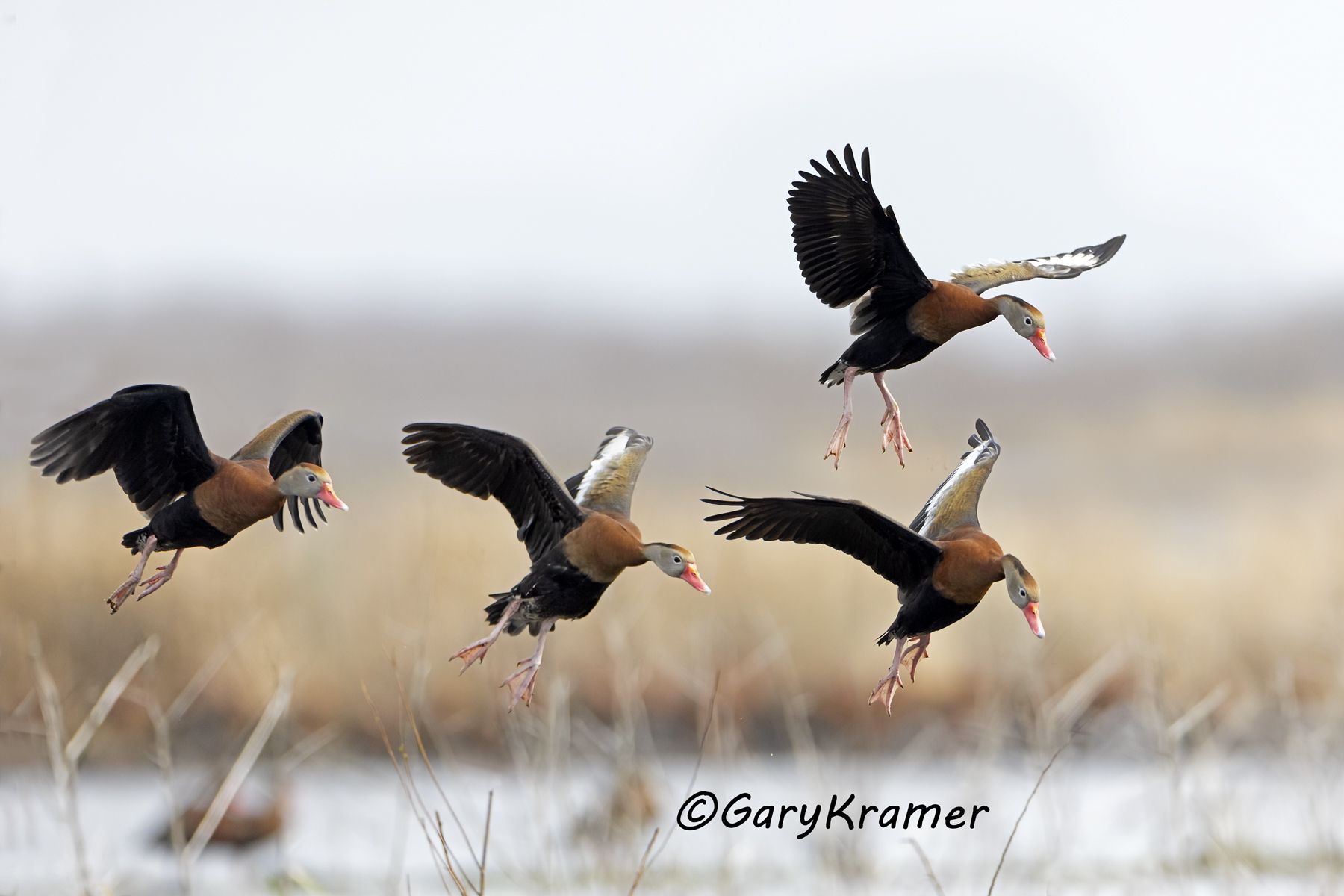 Black-bellied Whistling Duck (Dendrocygna autumnalis) - NBWBbw#981d(2)